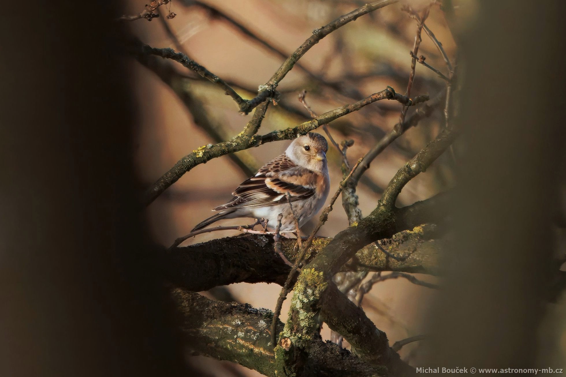 Pěnkava jikavec (Fringilla montifringilla) Pěnkava jikavec (Fringilla montifringilla)