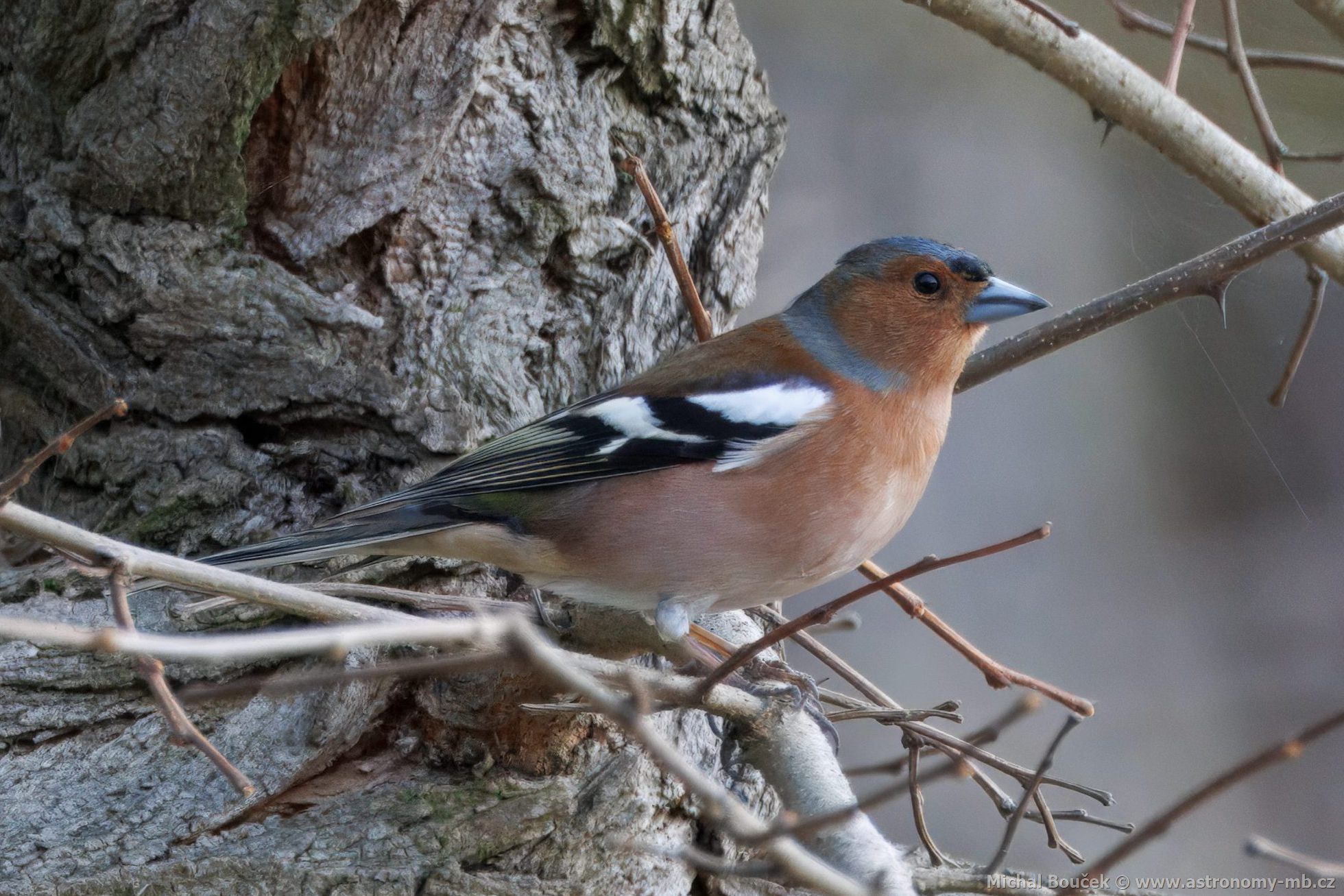 Pnkava obecná (Fringilla coelebs)