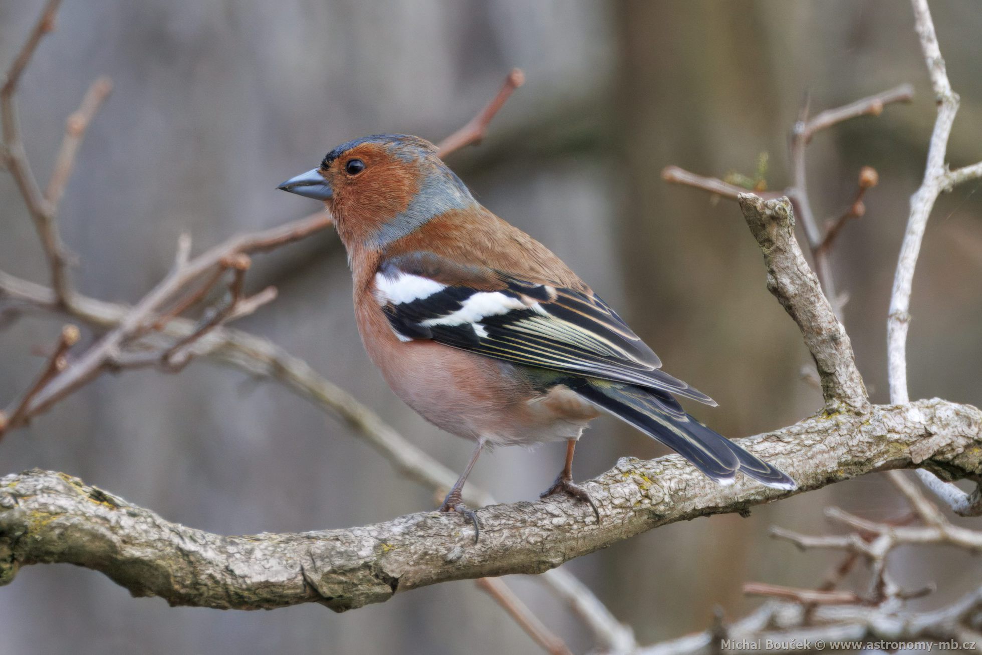 Pnkava obecná (Fringilla coelebs)