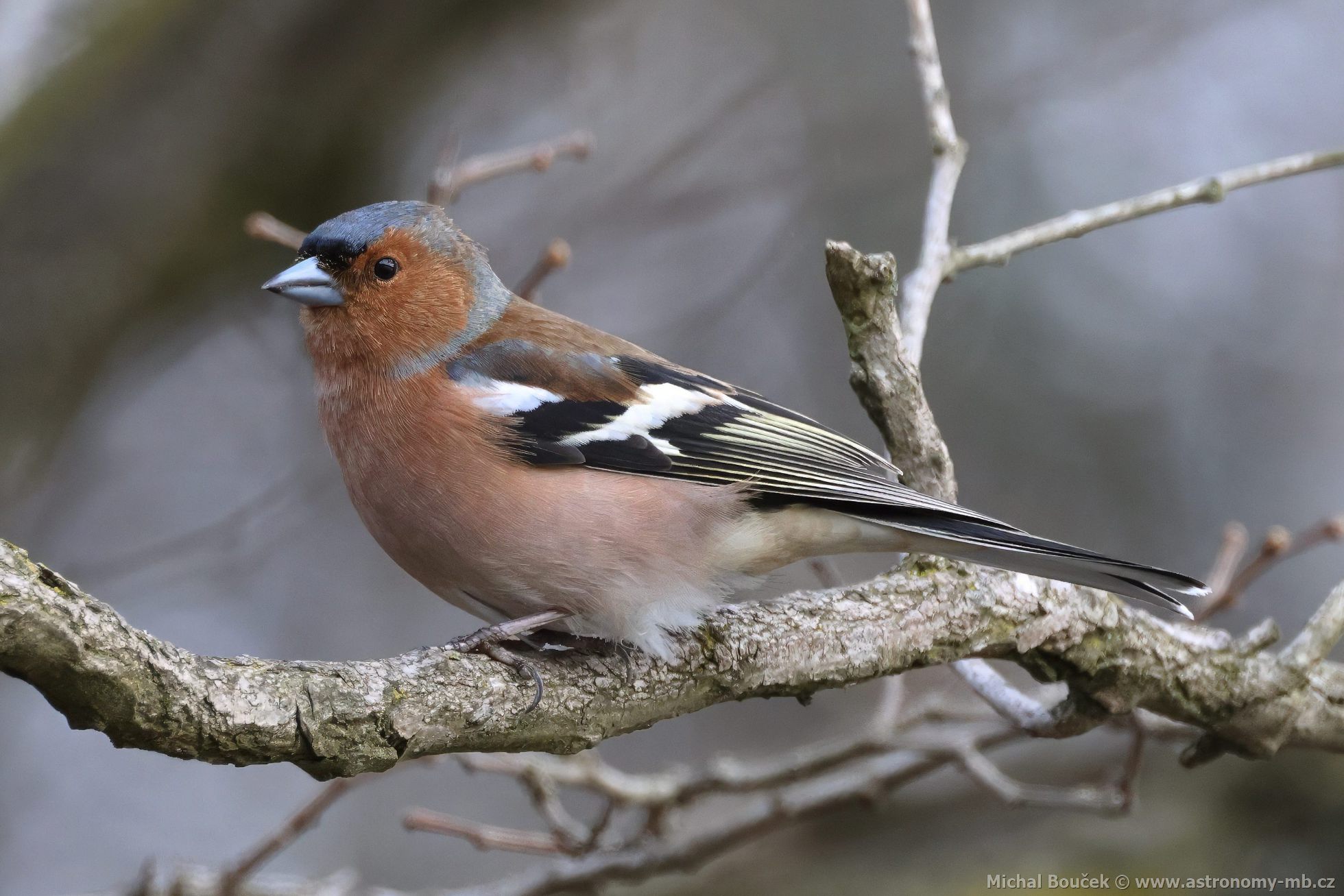 Pnkava obecná (Fringilla coelebs)