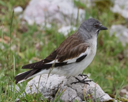 Pnkavák snný (Montifringilla nivalis)