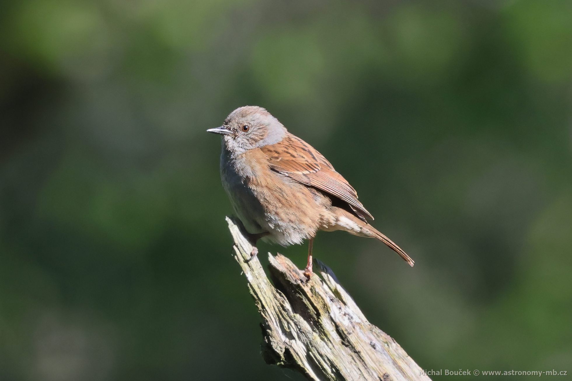 Pėvuška modrá (Prunella modularis) Pėvuška modrá (Prunella modularis)