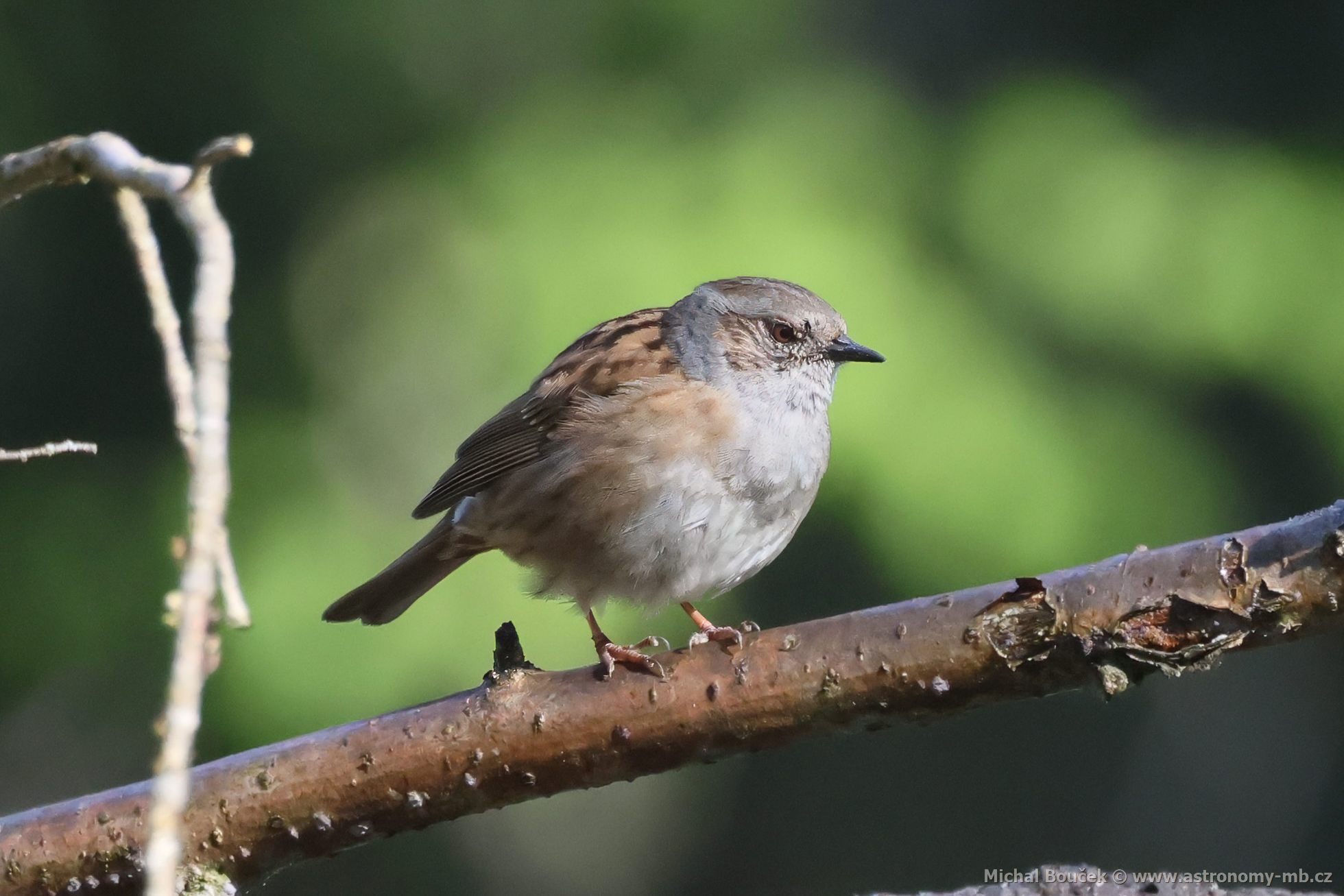 Pėvuška modrá (Prunella modularis) Pėvuška modrá (Prunella modularis)