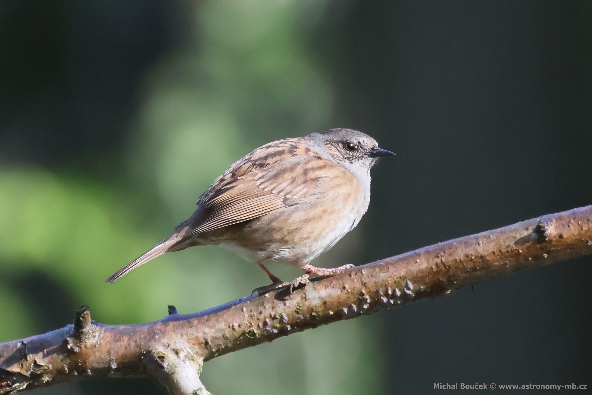 Pėvuška modrá (Prunella modularis) Pėvuška modrá (Prunella modularis)
