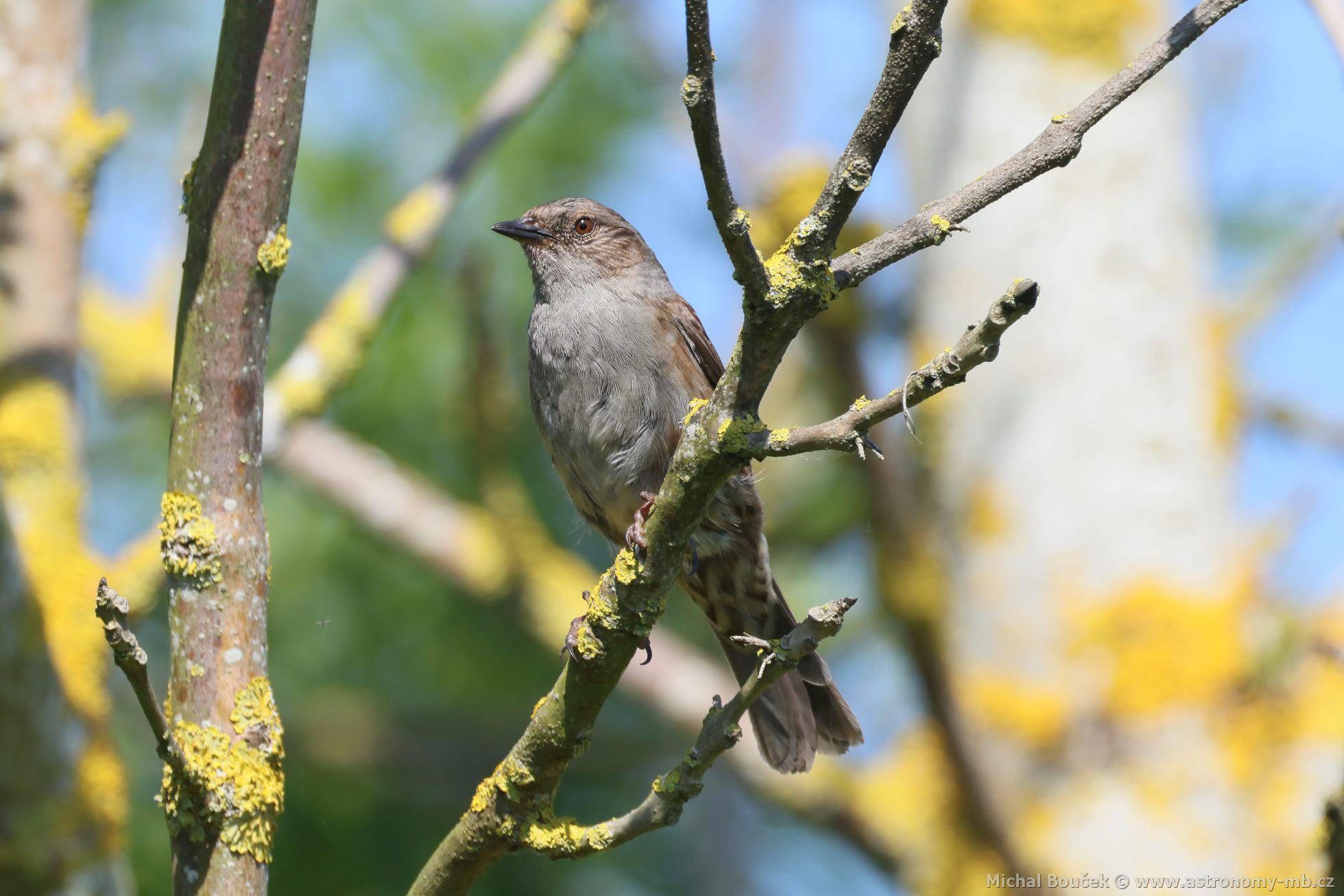 Pėvuška modrá (Prunella modularis) Pėvuška modrá (Prunella modularis)