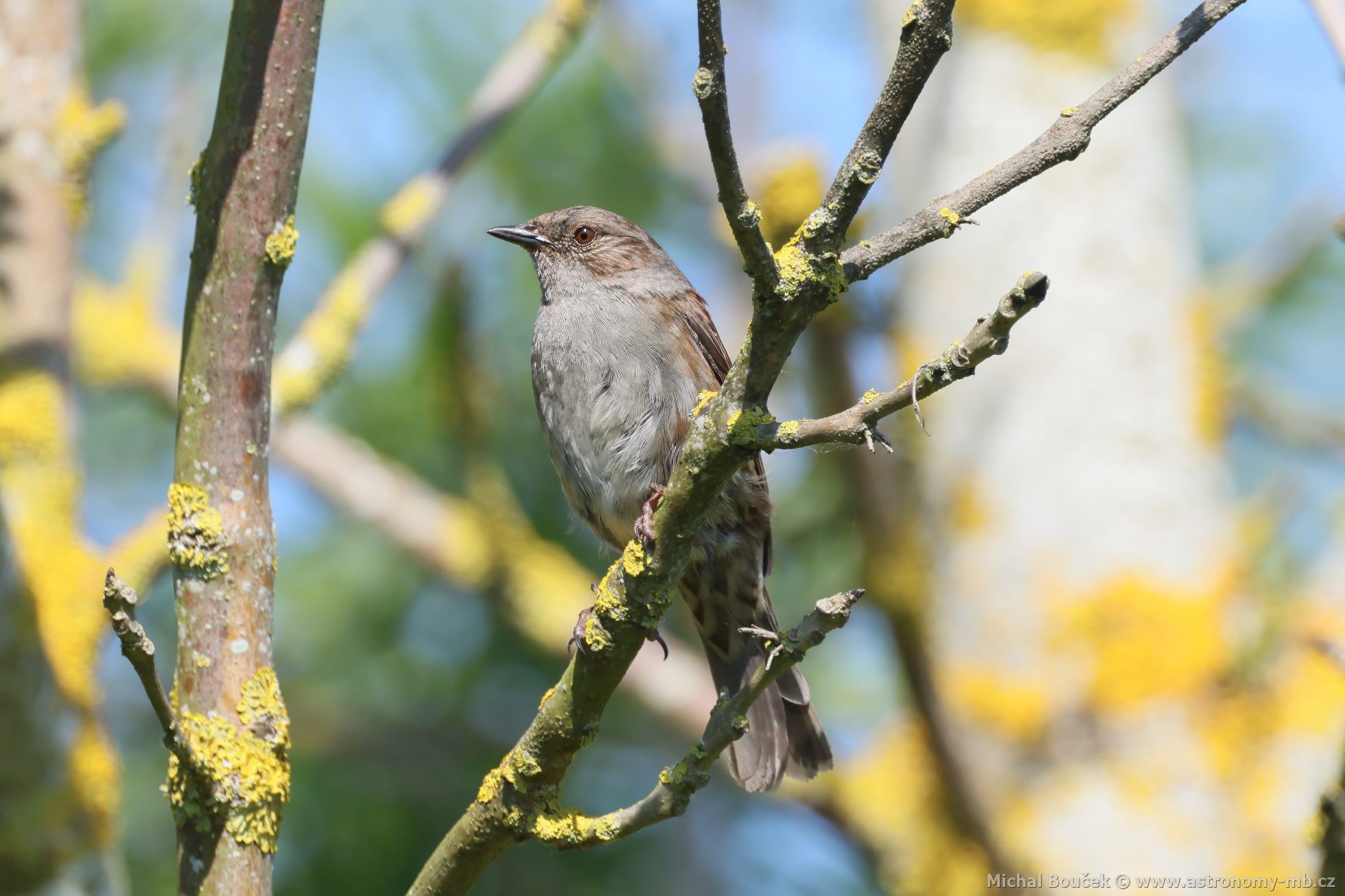 Pėvuška modrá (Prunella modularis) Pėvuška modrá (Prunella modularis)