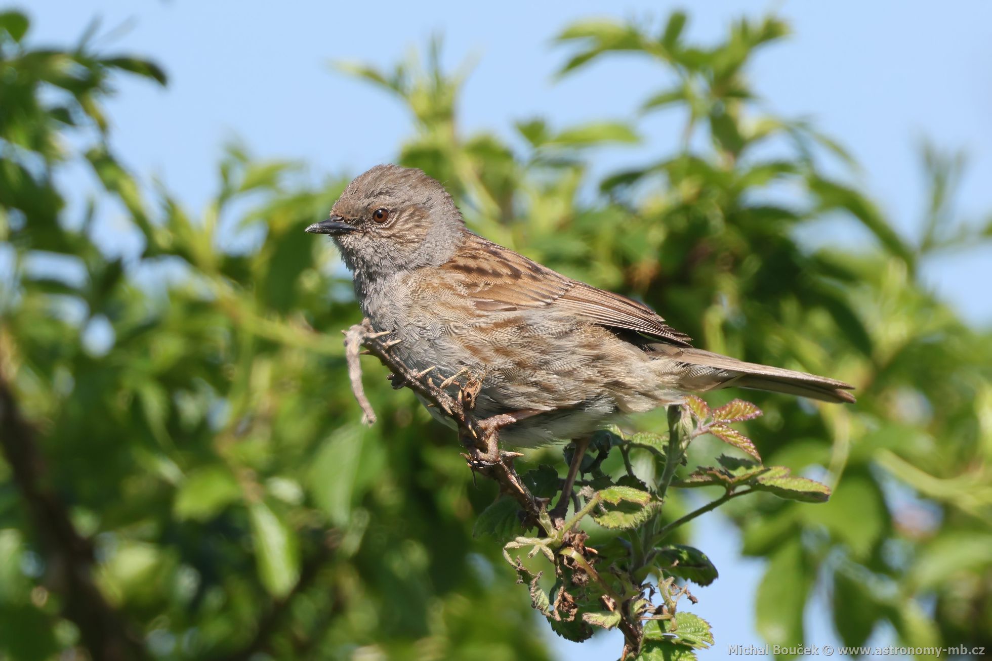 Pėvuška modrá (Prunella modularis) Pėvuška modrá (Prunella modularis)