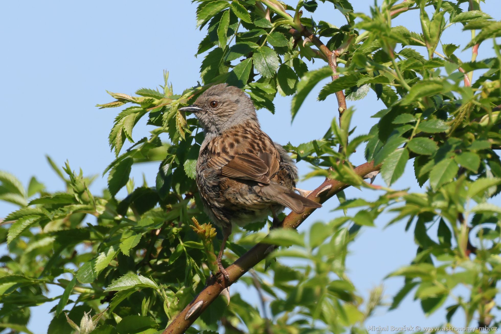 Pėvuška modrá (Prunella modularis) Pėvuška modrá (Prunella modularis)