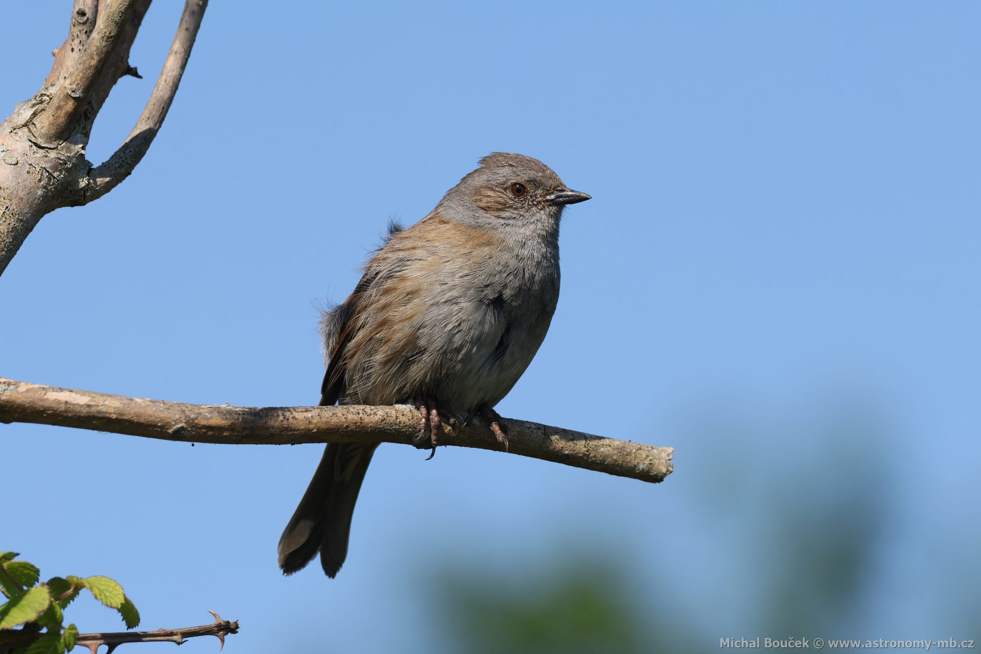 Pėvuška modrá (Prunella modularis) Pėvuška modrá (Prunella modularis)