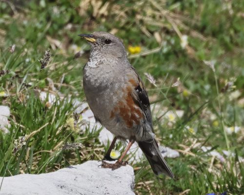 Pvuška podhorní (Prunella collaris)