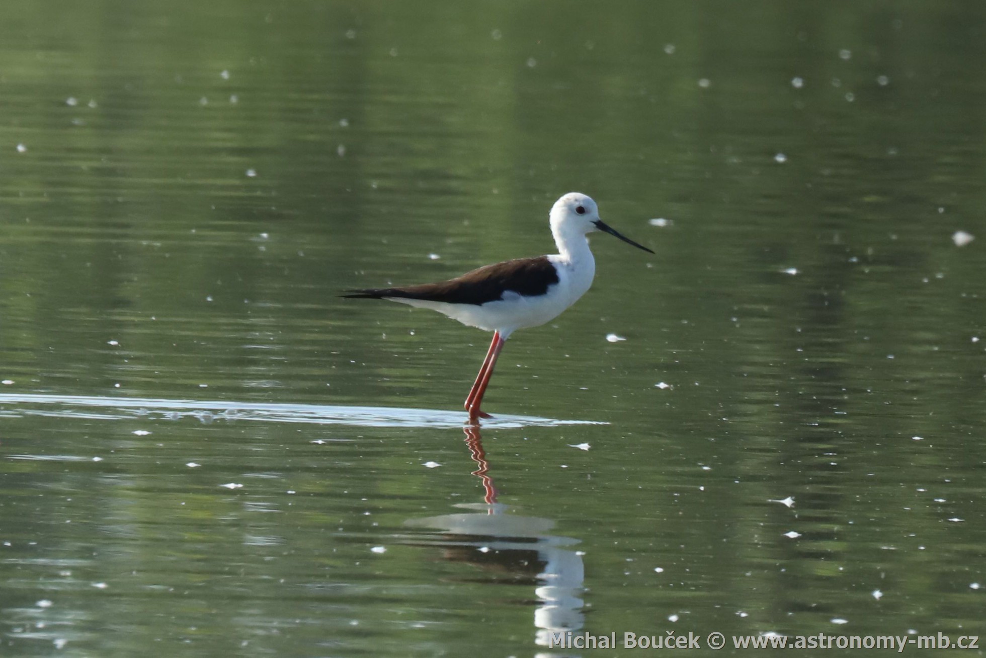 Pisila čáponohá (Himantopus himantopus) Pisila čáponohá (Himantopus himantopus)