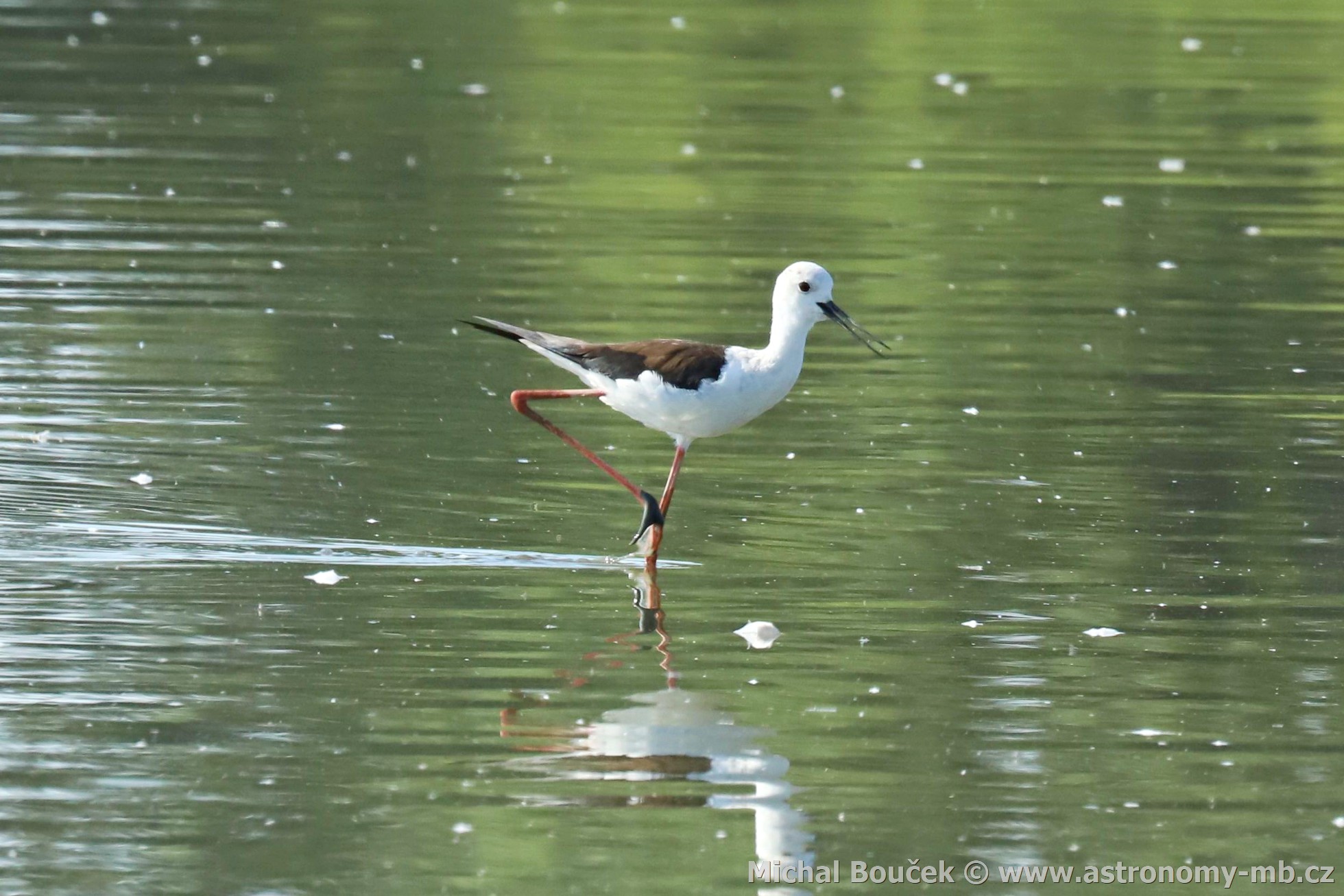 Pisila čáponohá (Himantopus himantopus) Pisila čáponohá (Himantopus himantopus)