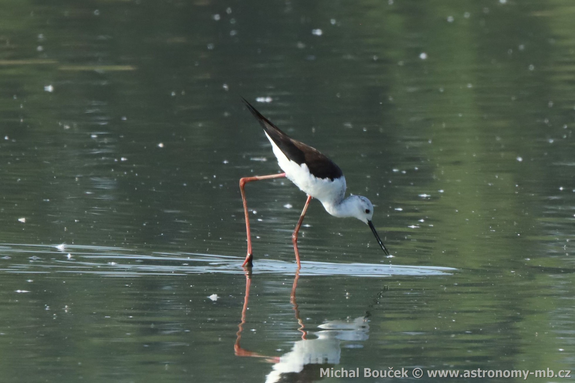 Pisila čáponohá (Himantopus himantopus) Pisila čáponohá (Himantopus himantopus)