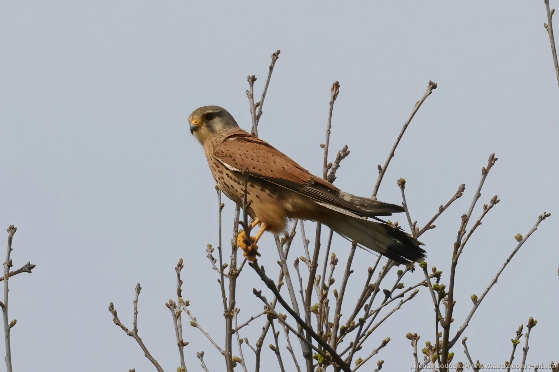 Poštolka obecná (Falco tinnunculus)