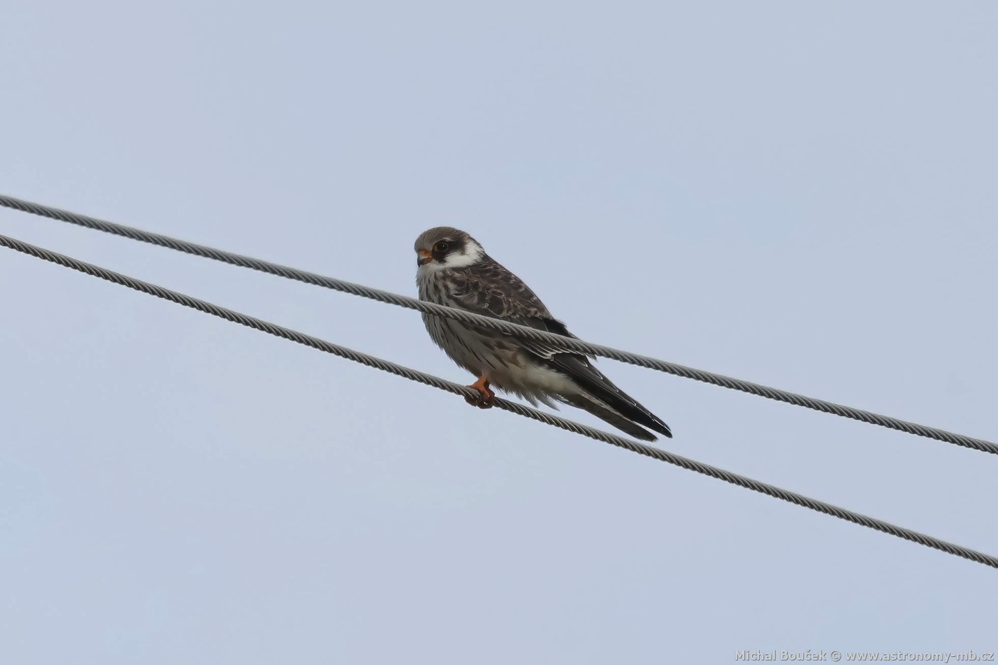 Poštolka rudonohá (Falco vespertinus) Poštolka rudonohá (Falco vespertinus)