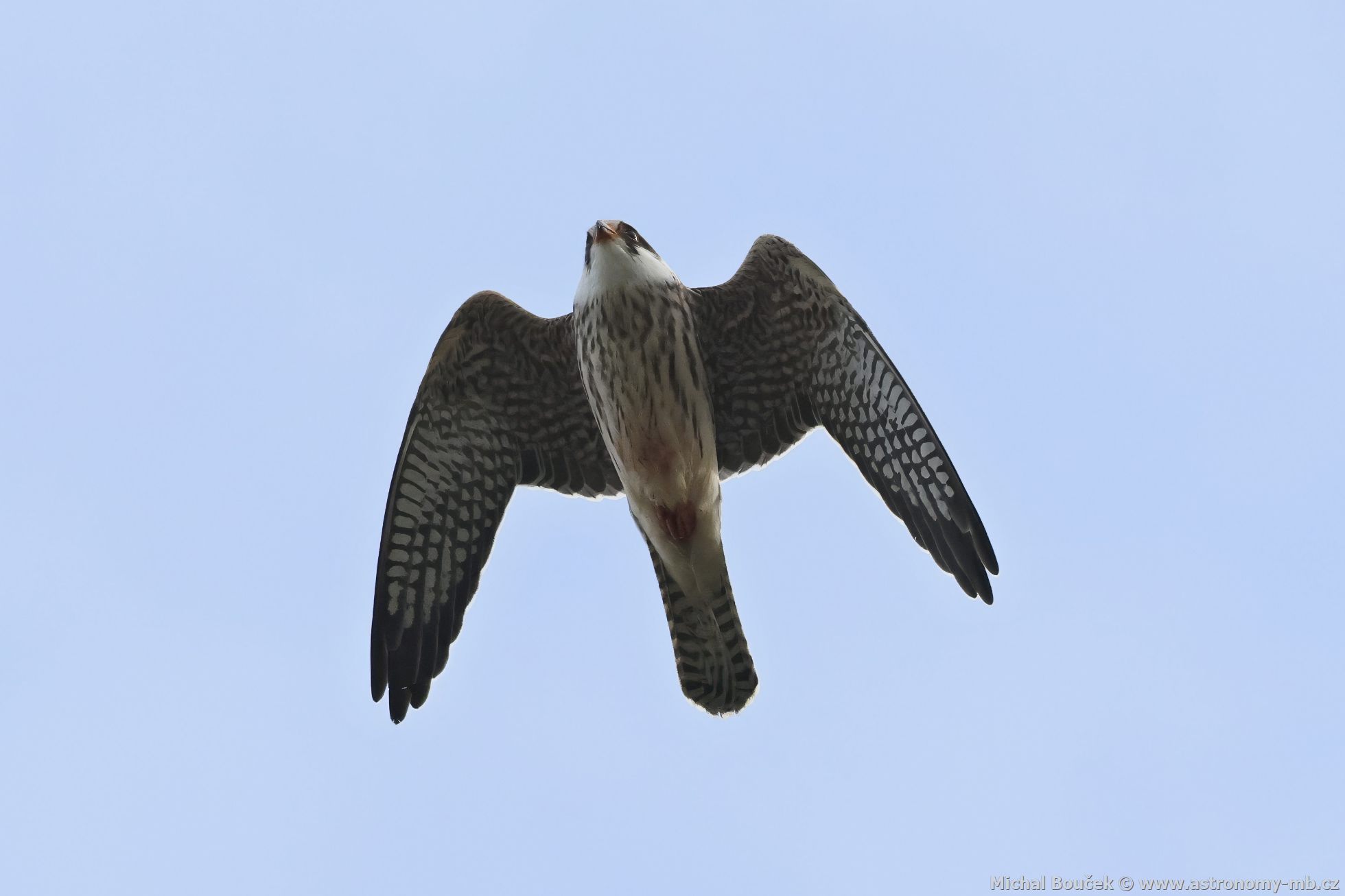 Poštolka rudonohá (Falco vespertinus) Poštolka rudonohá (Falco vespertinus)
