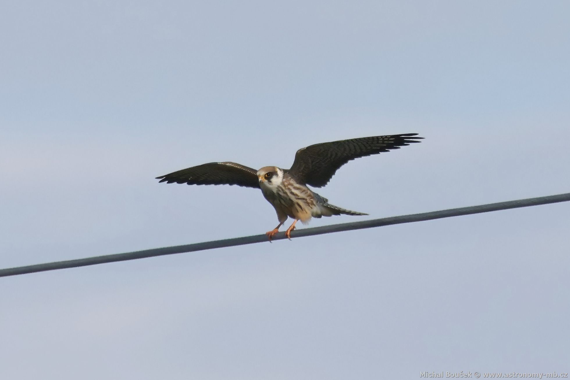 Poštolka rudonohá (Falco vespertinus) Poštolka rudonohá (Falco vespertinus)