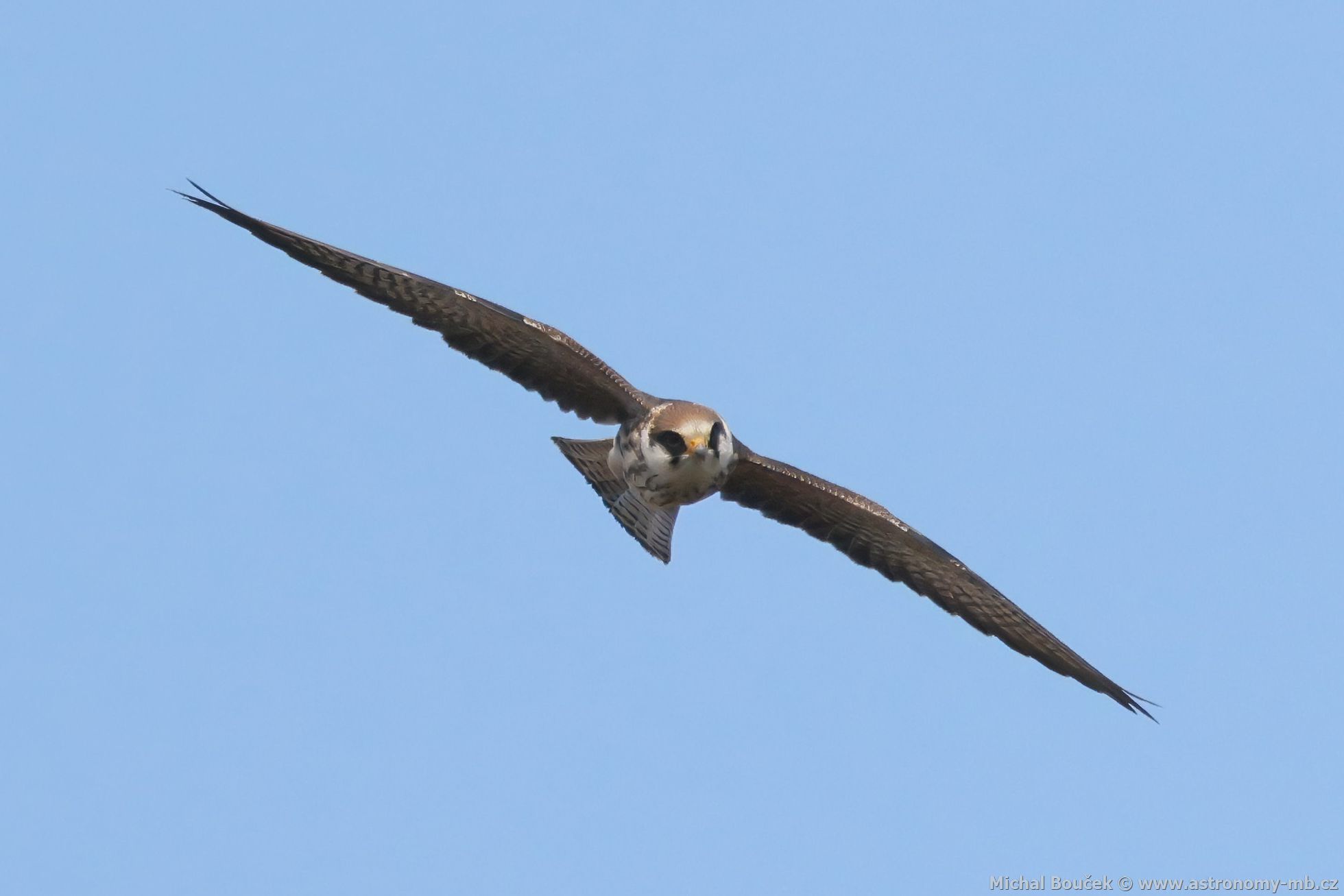 Poštolka rudonohá (Falco vespertinus) Poštolka rudonohá (Falco vespertinus)