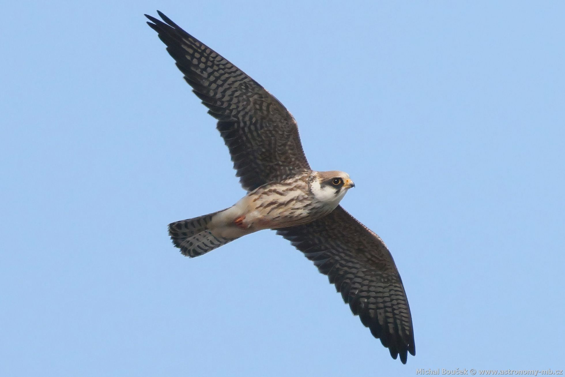 Poštolka rudonohá (Falco vespertinus) Poštolka rudonohá (Falco vespertinus)