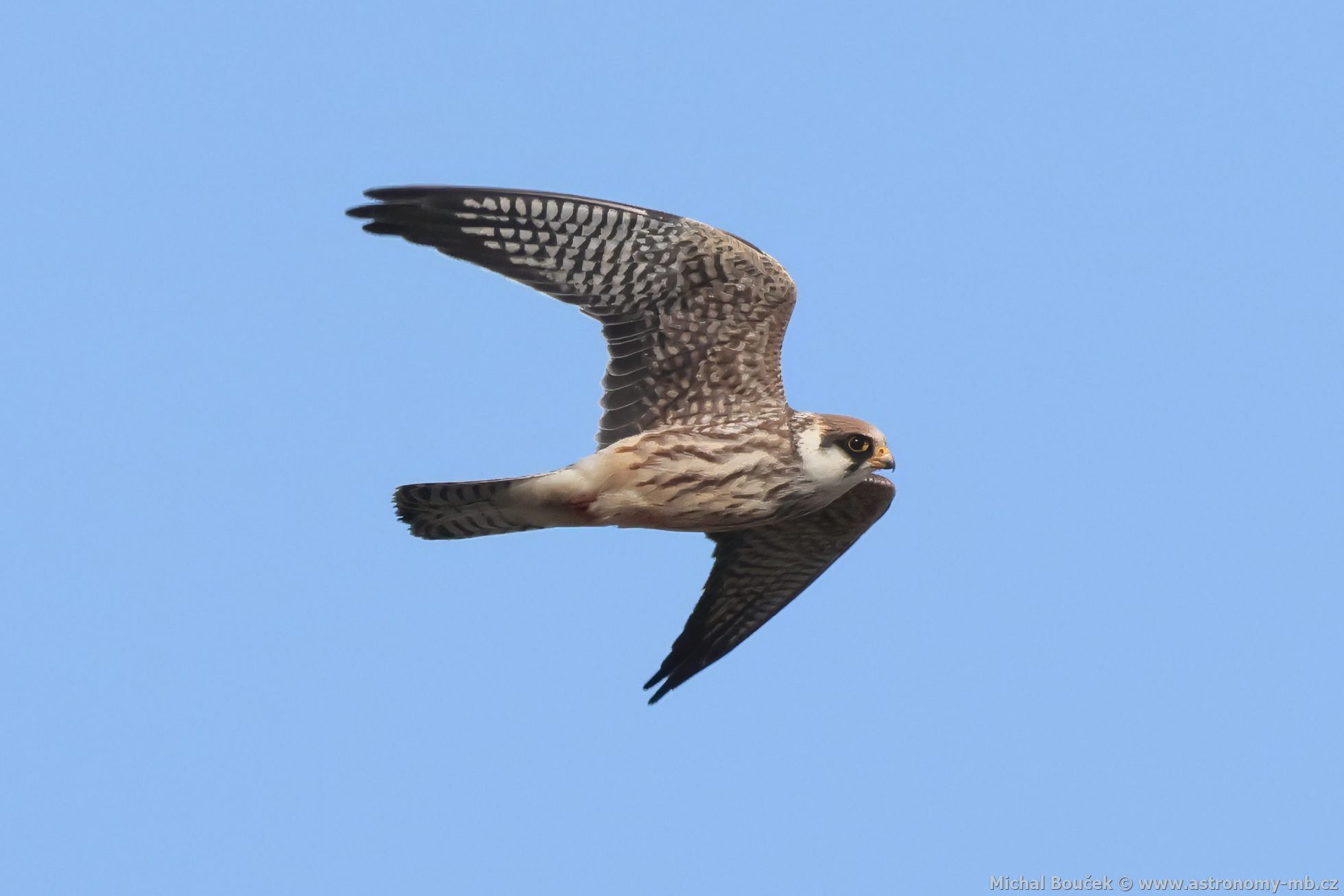 Poštolka rudonohá (Falco vespertinus) Poštolka rudonohá (Falco vespertinus)