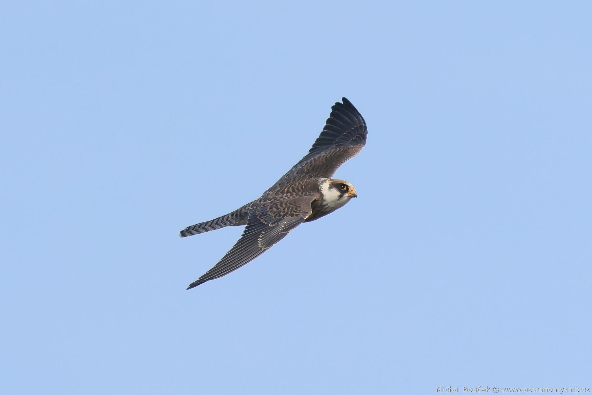 Poštolka rudonohá (Falco vespertinus) Poštolka rudonohá (Falco vespertinus)