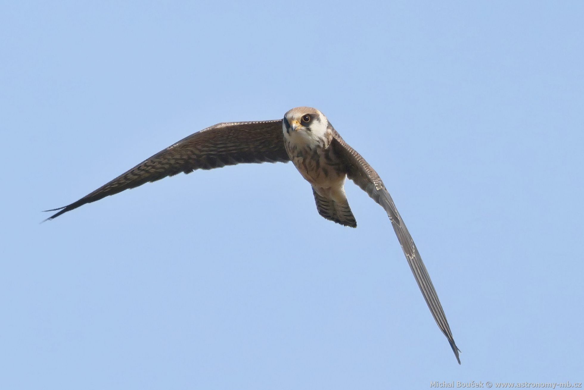 Poštolka rudonohá (Falco vespertinus) Poštolka rudonohá (Falco vespertinus)