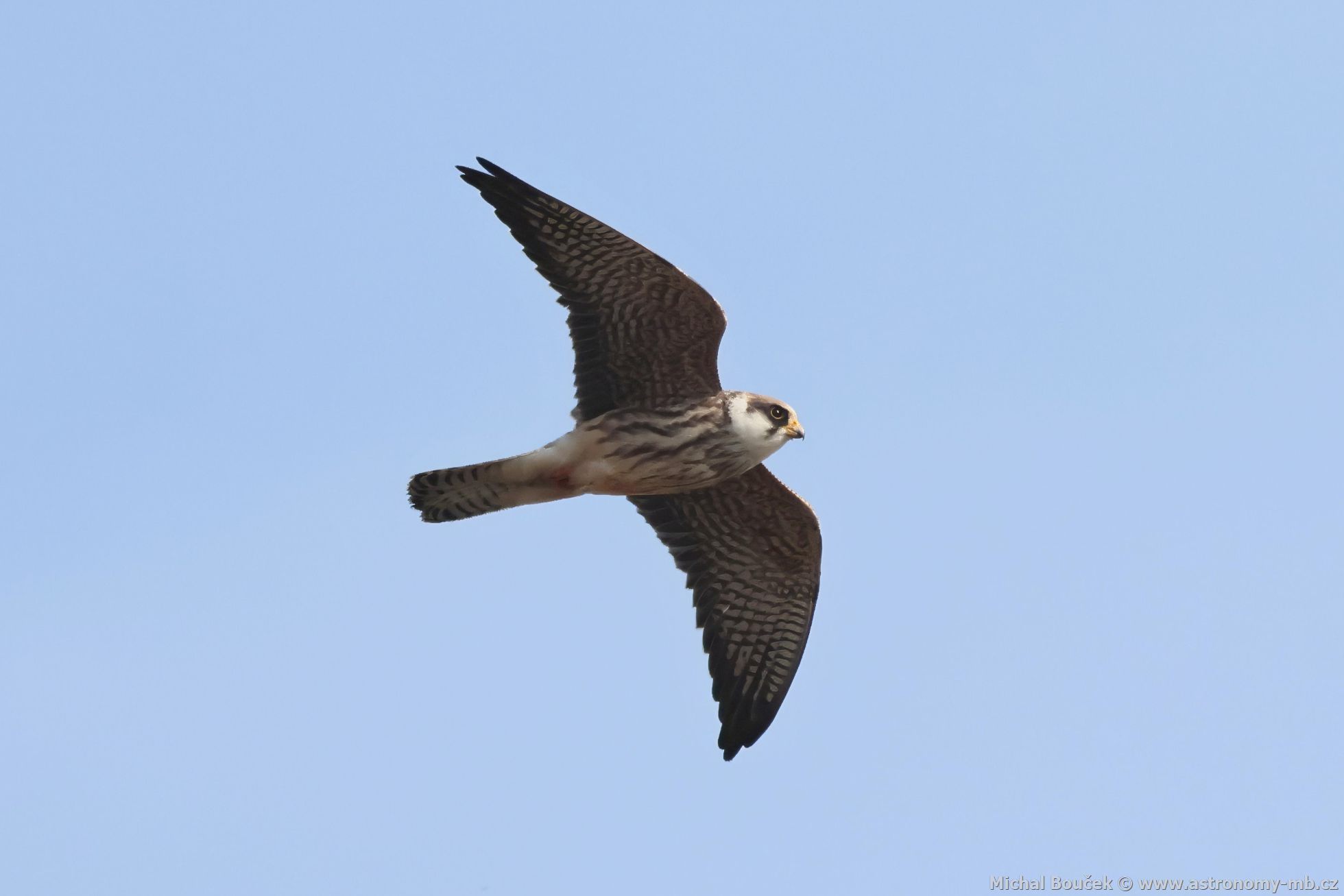 Poštolka rudonohá (Falco vespertinus) Poštolka rudonohá (Falco vespertinus)