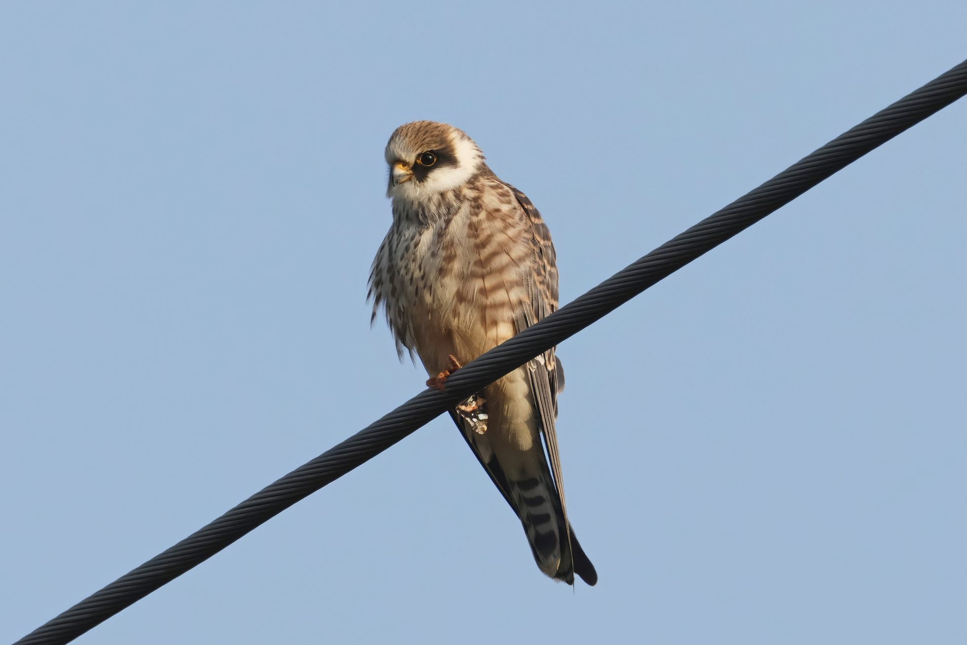 Poštolka rudonohá (Falco vespertinus) Poštolka rudonohá (Falco vespertinus)