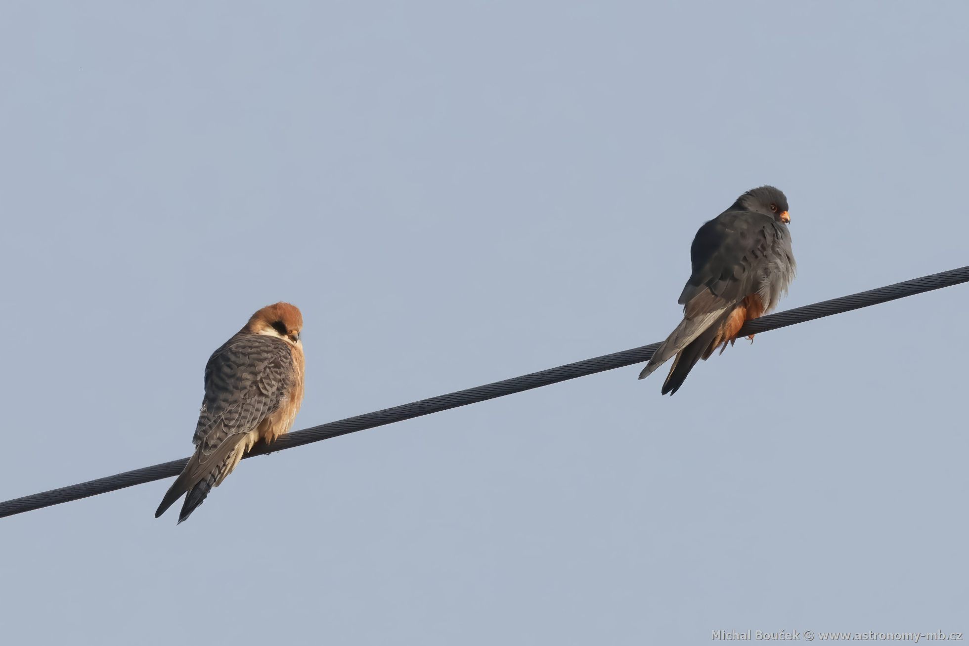 Poštolka rudonohá (Falco vespertinus) Poštolka rudonohá (Falco vespertinus)
