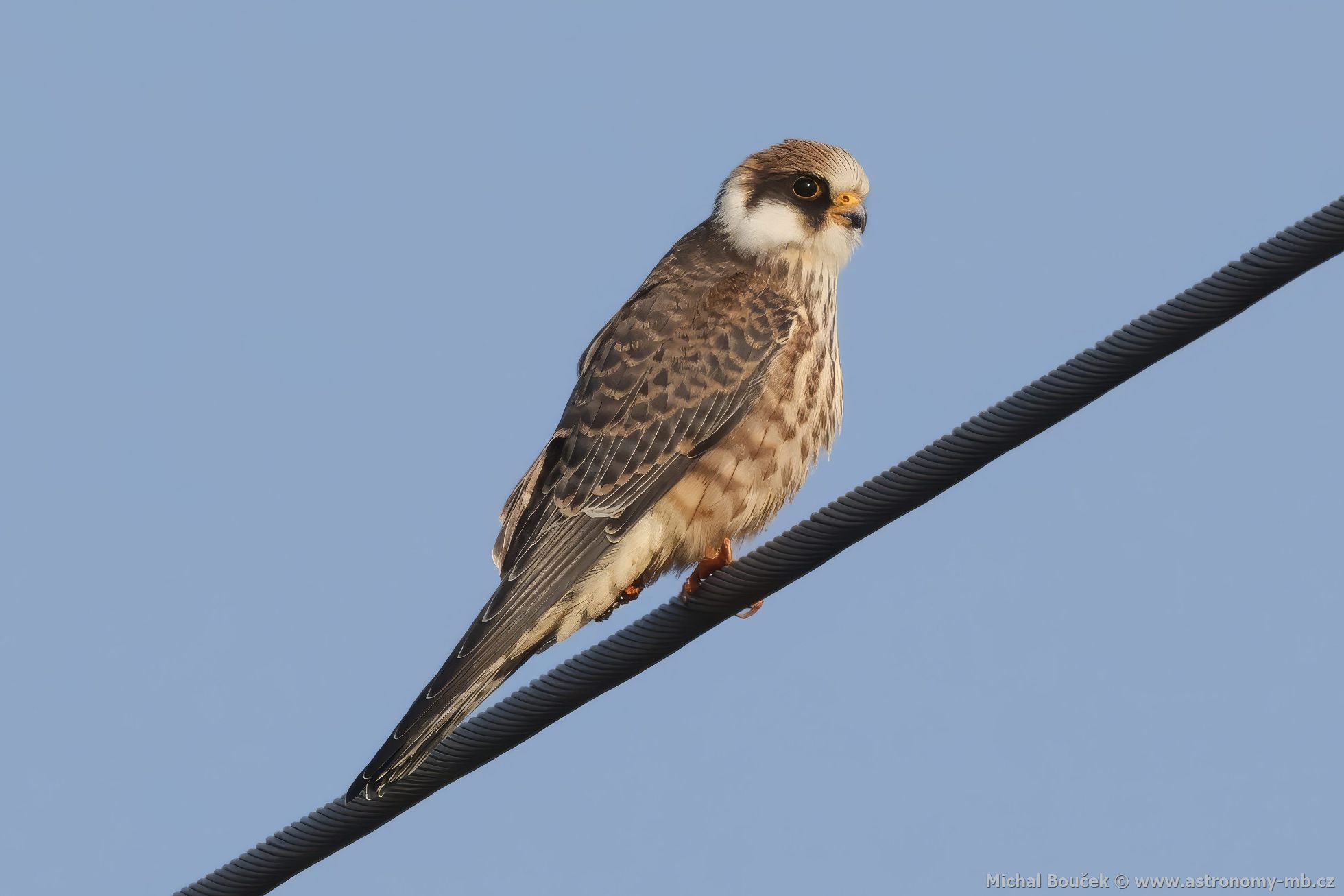 Poštolka rudonohá (Falco vespertinus) Poštolka rudonohá (Falco vespertinus)