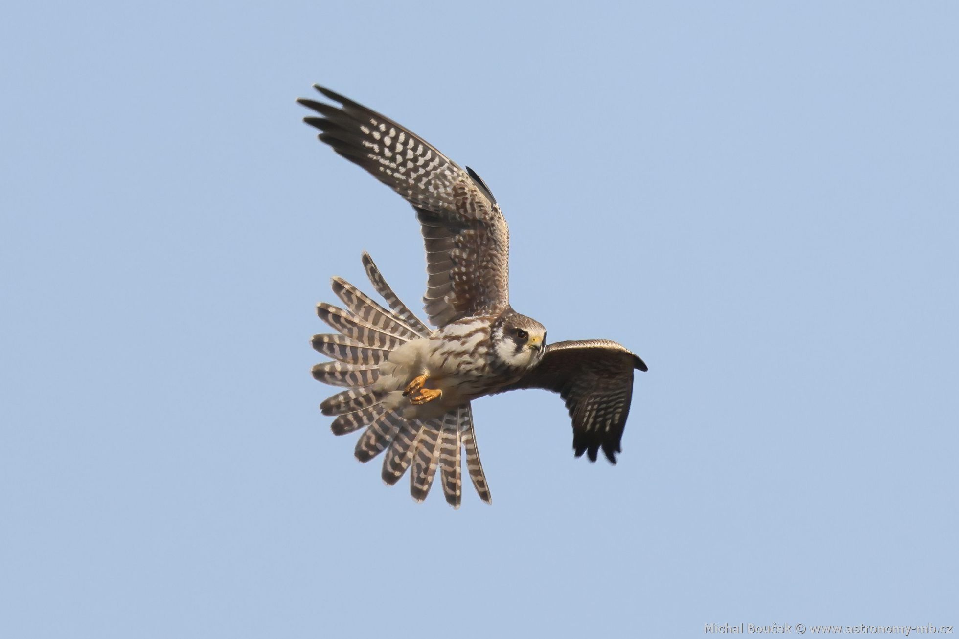Poštolka rudonohá (Falco vespertinus) Poštolka rudonohá (Falco vespertinus)