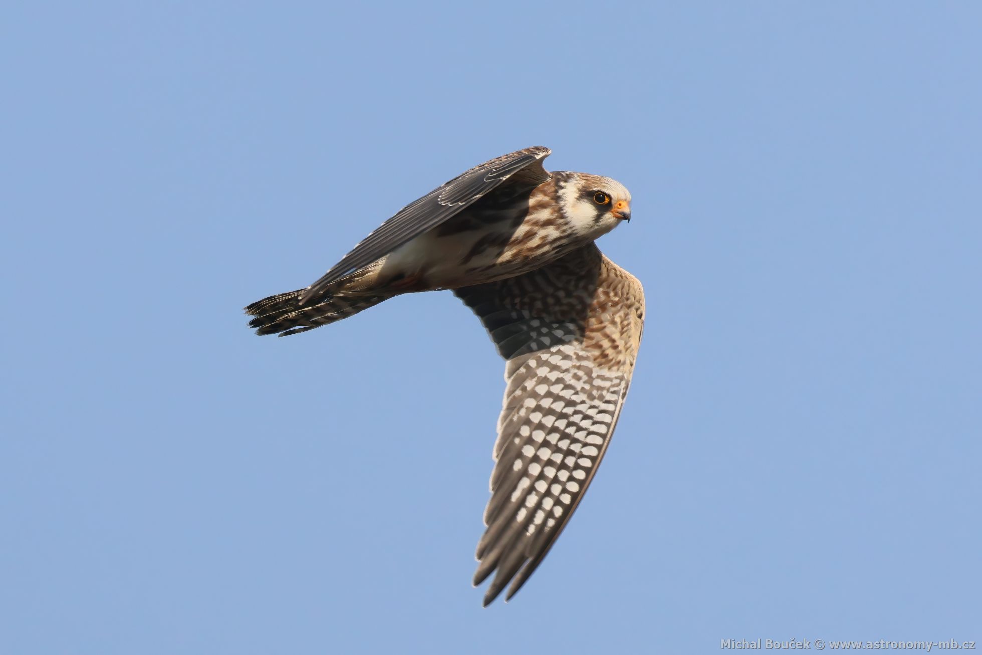 Poštolka rudonohá (Falco vespertinus) Poštolka rudonohá (Falco vespertinus)
