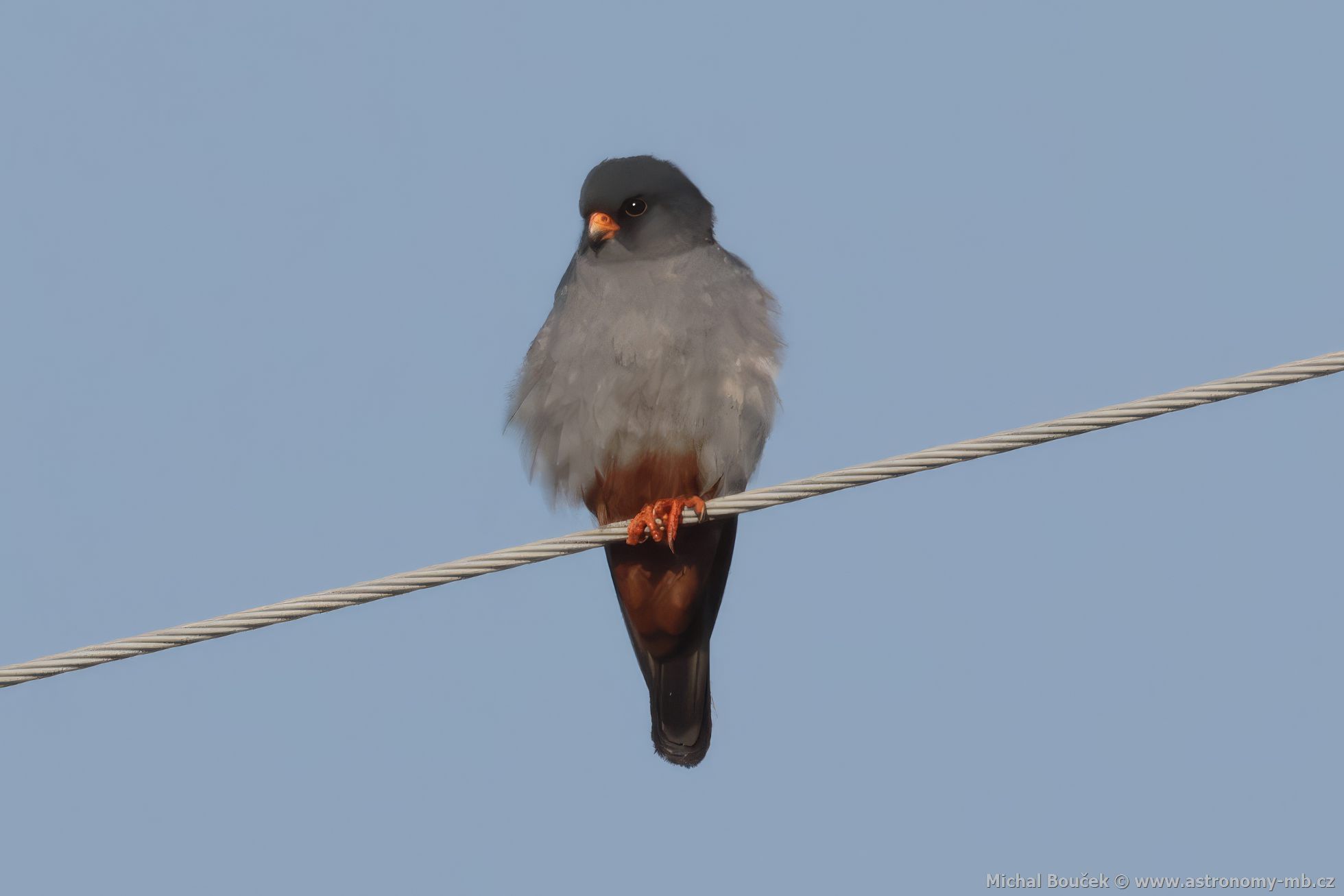 Poštolka rudonohá (Falco vespertinus) Poštolka rudonohá (Falco vespertinus)