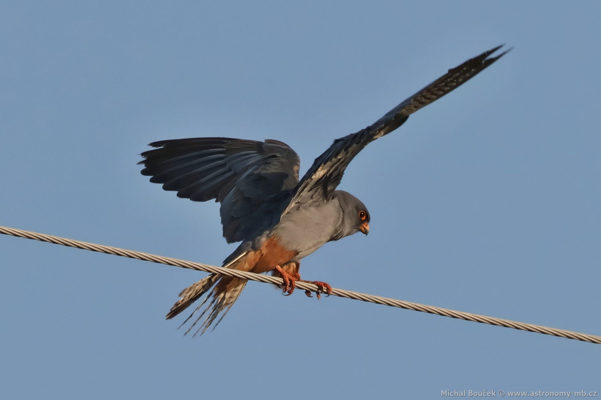 Poštolka rudonohá (Falco vespertinus) Poštolka rudonohá (Falco vespertinus)