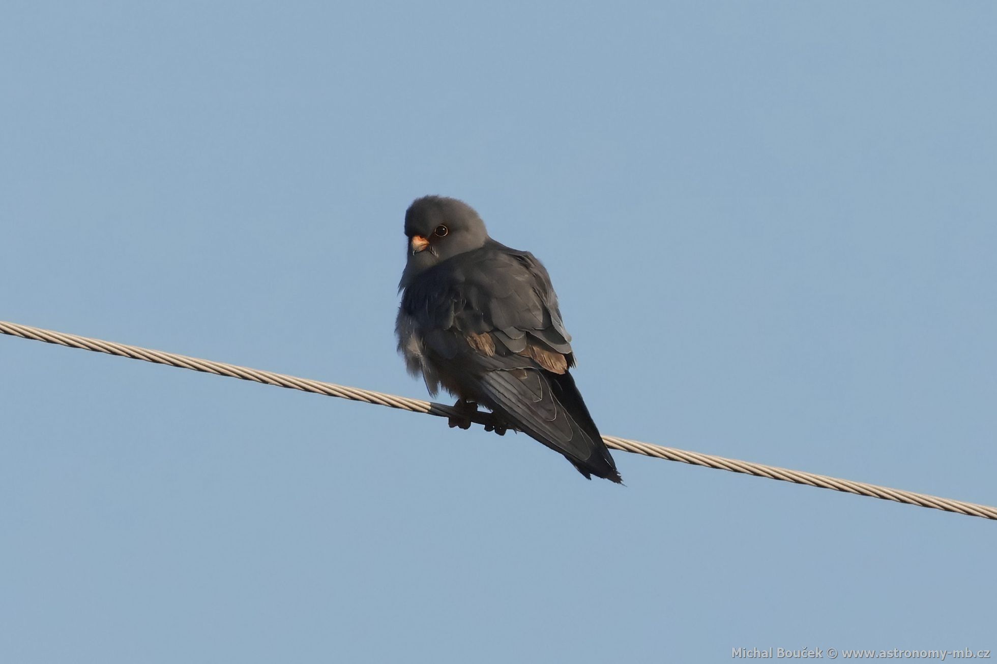 Poštolka rudonohá (Falco vespertinus) Poštolka rudonohá (Falco vespertinus)
