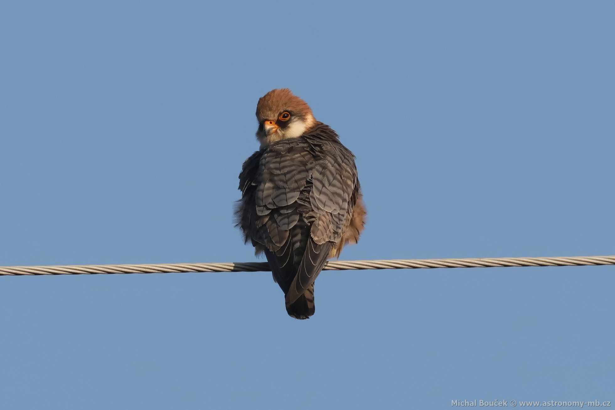 Poštolka rudonohá (Falco vespertinus) Poštolka rudonohá (Falco vespertinus)