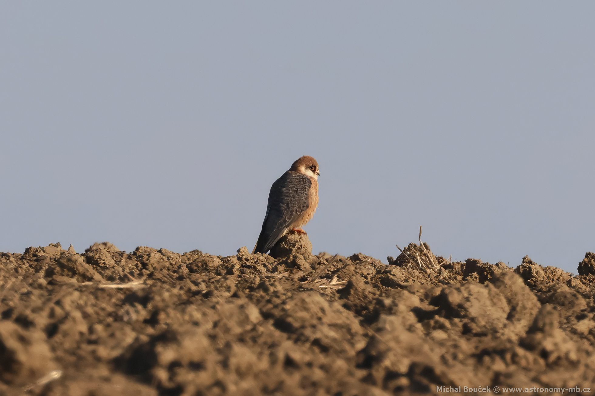 Poštolka rudonohá (Falco vespertinus) Poštolka rudonohá (Falco vespertinus)