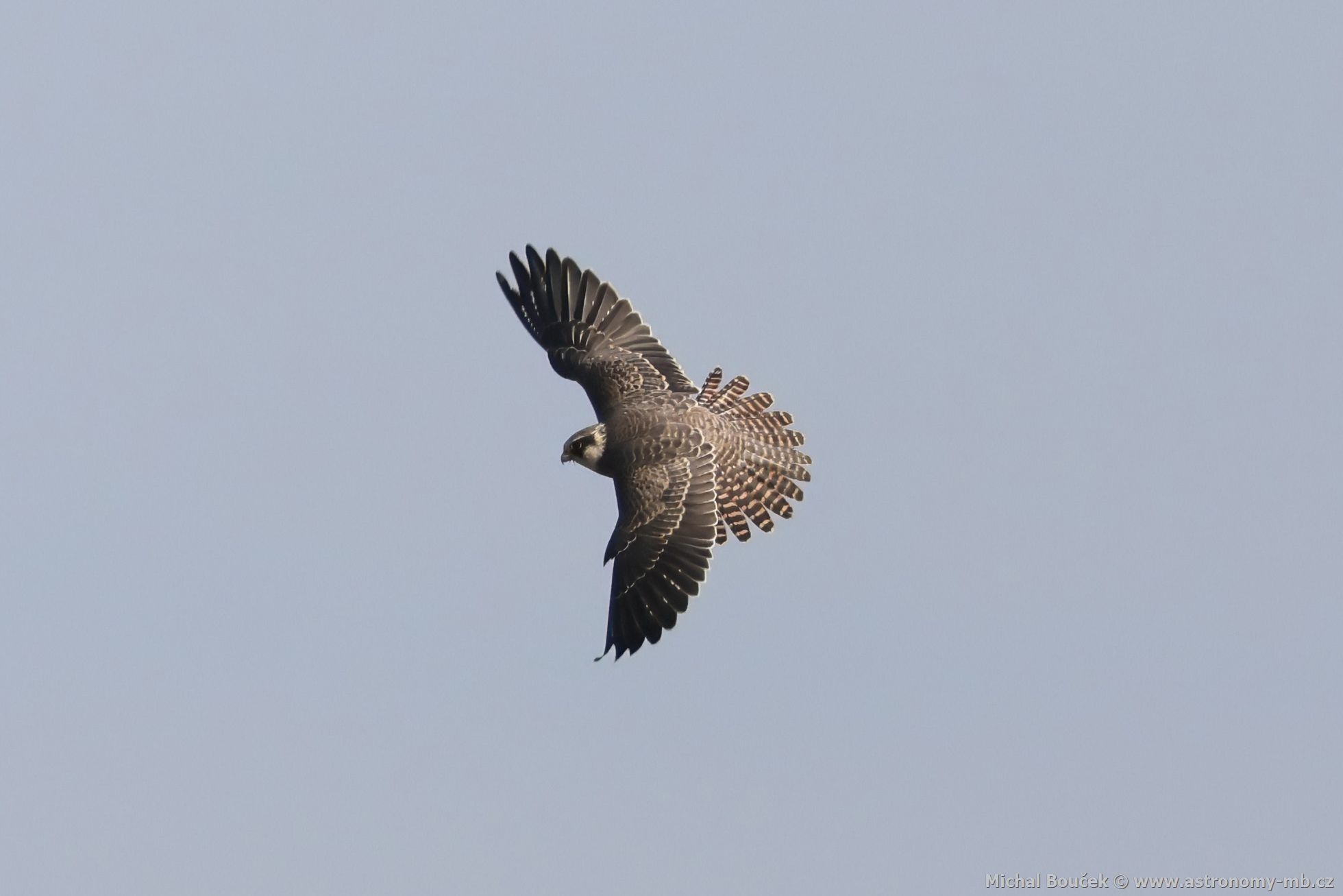 Poštolka rudonohá (Falco vespertinus) Poštolka rudonohá (Falco vespertinus)