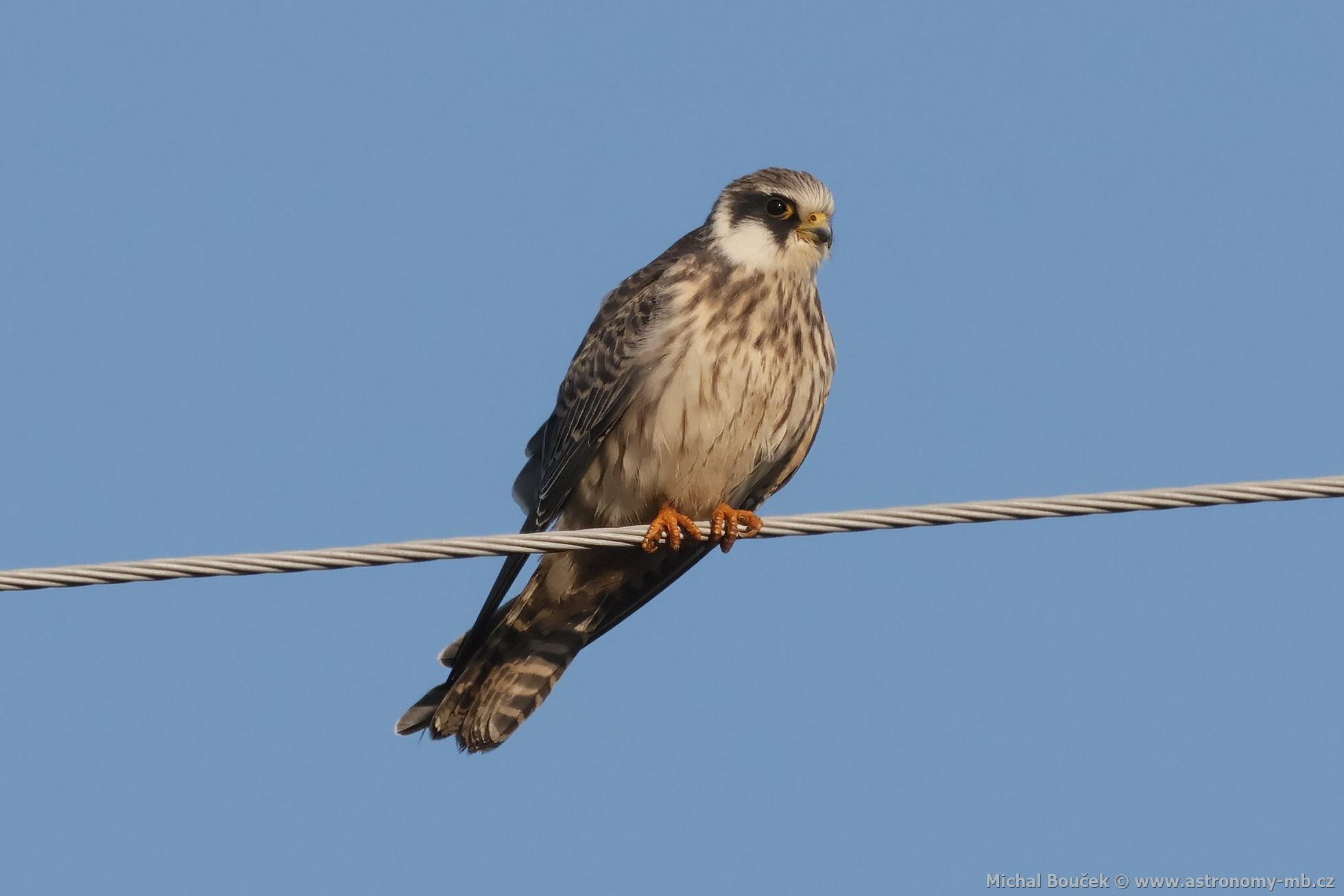 Poštolka rudonohá (Falco vespertinus) Poštolka rudonohá (Falco vespertinus)