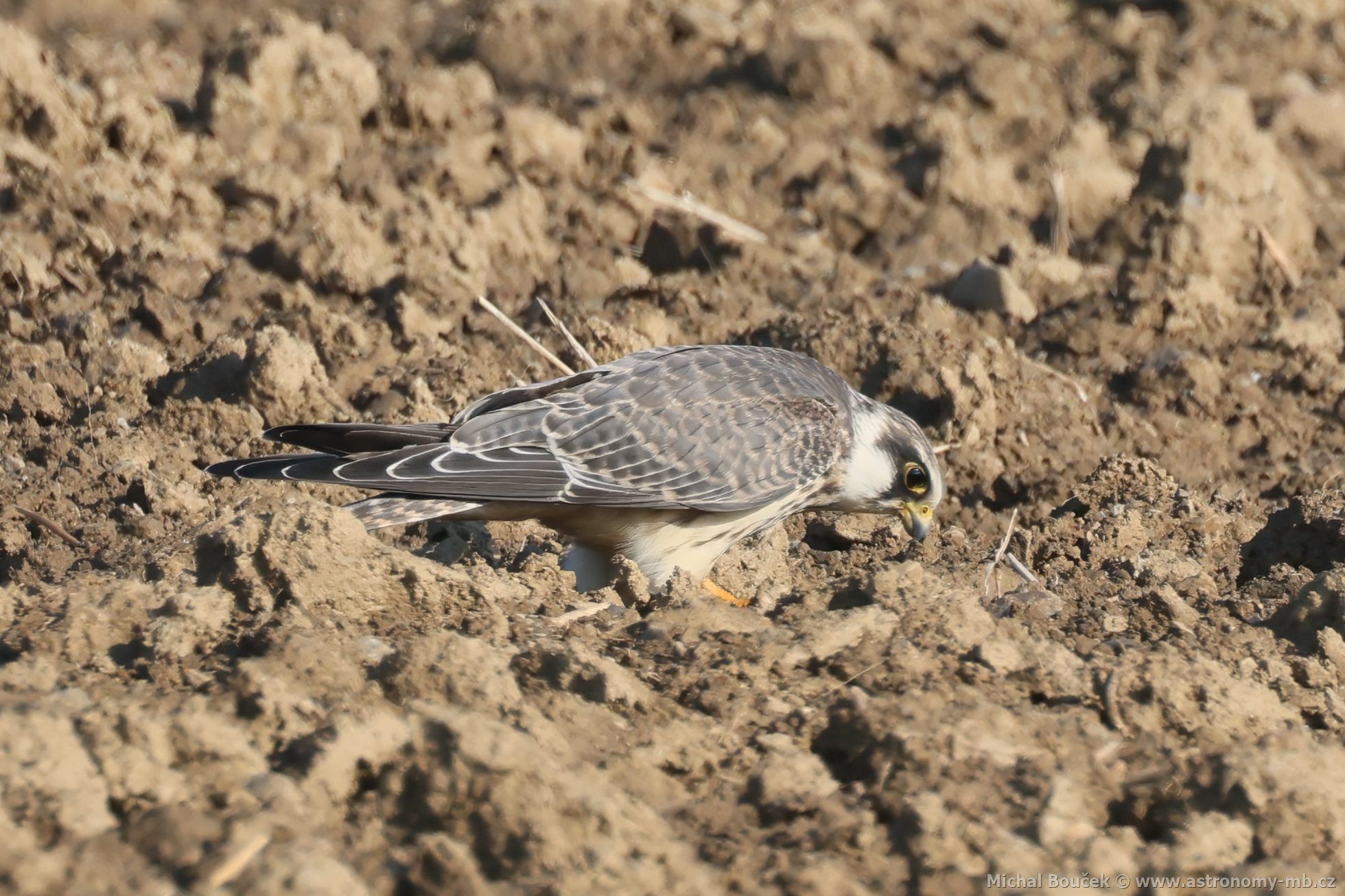 Poštolka rudonohá (Falco vespertinus) Poštolka rudonohá (Falco vespertinus)