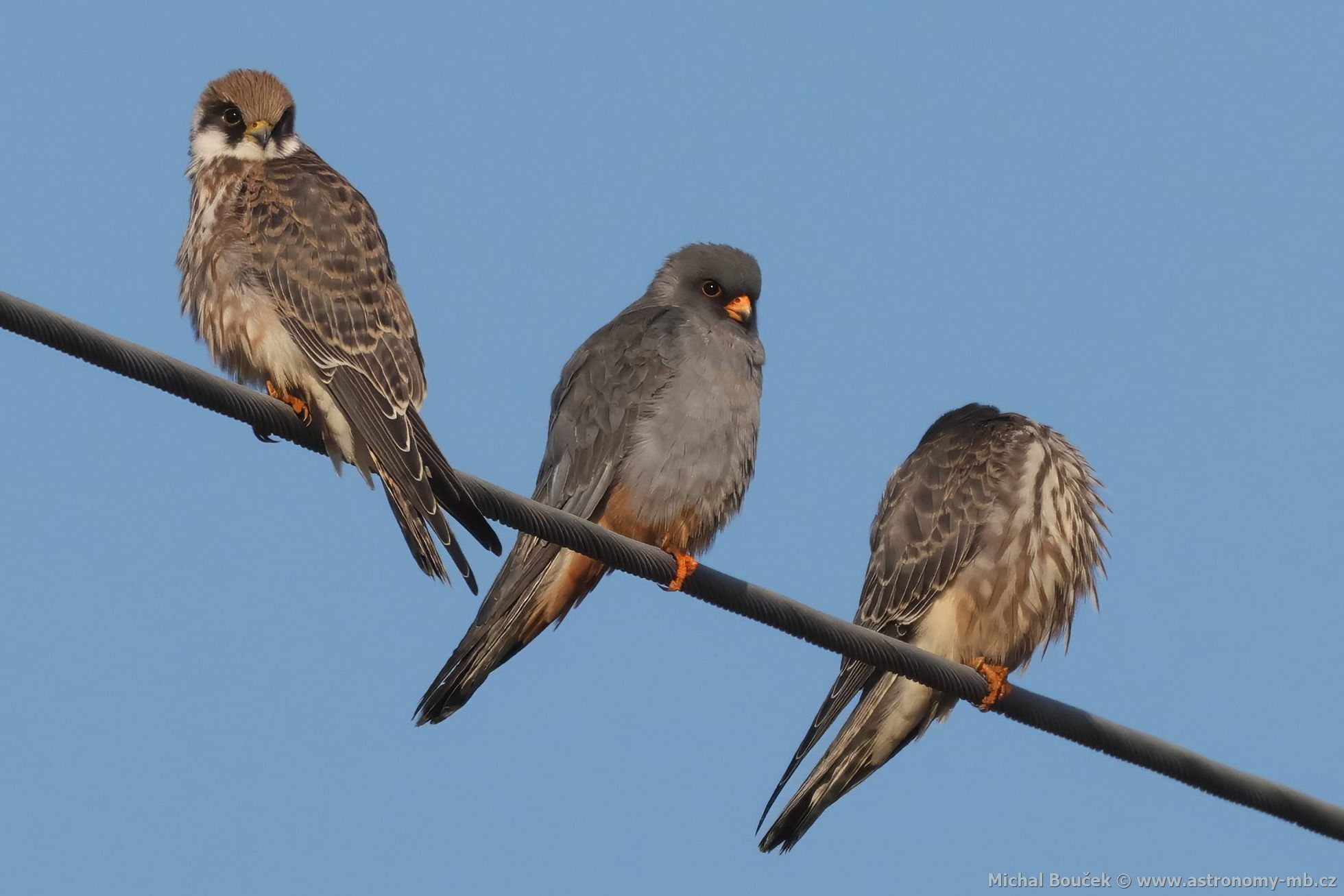 Poštolka rudonohá (Falco vespertinus) Poštolka rudonohá (Falco vespertinus)
