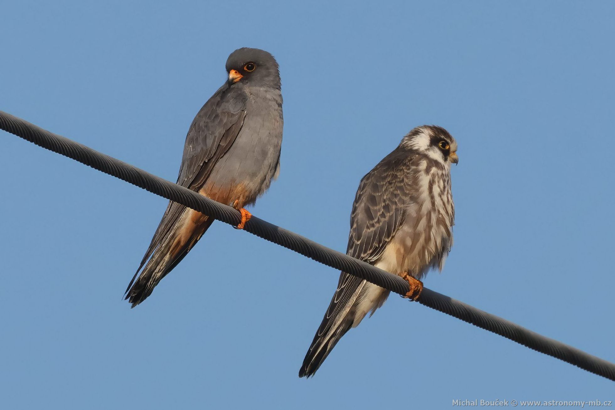 Poštolka rudonohá (Falco vespertinus) Poštolka rudonohá (Falco vespertinus)
