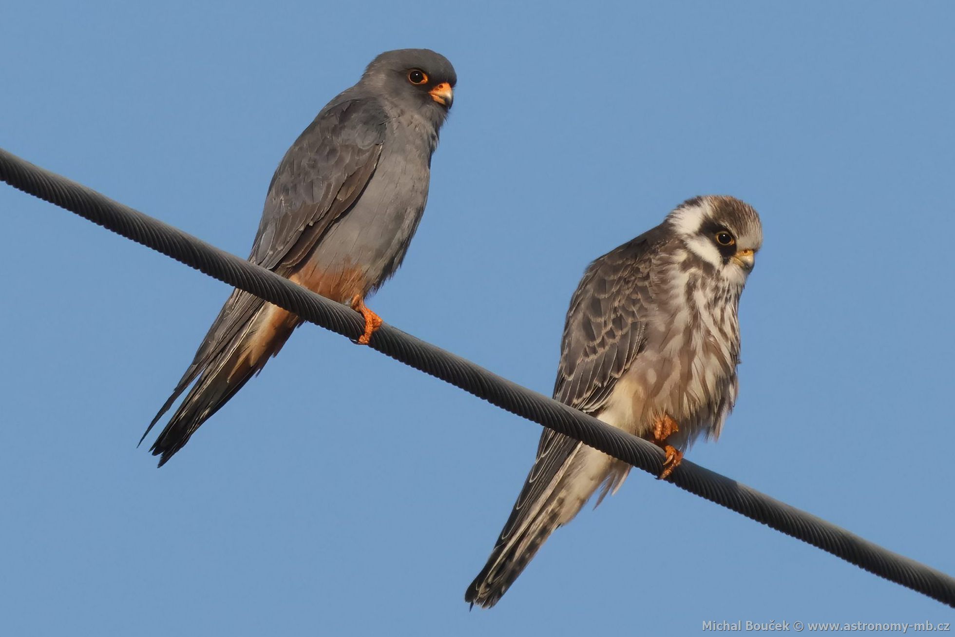 Poštolka rudonohá (Falco vespertinus) Poštolka rudonohá (Falco vespertinus)