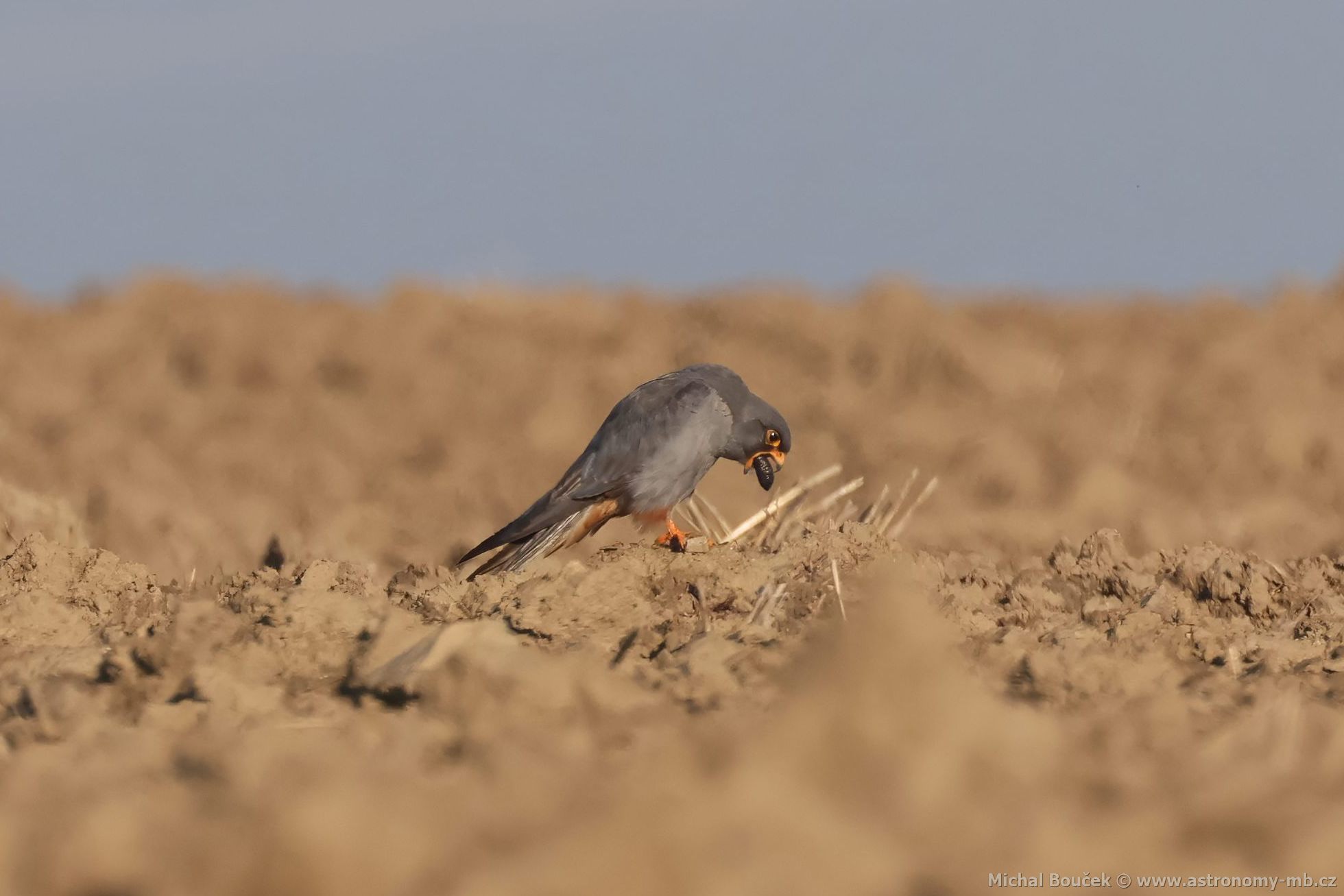 Poštolka rudonohá (Falco vespertinus) Poštolka rudonohá (Falco vespertinus)