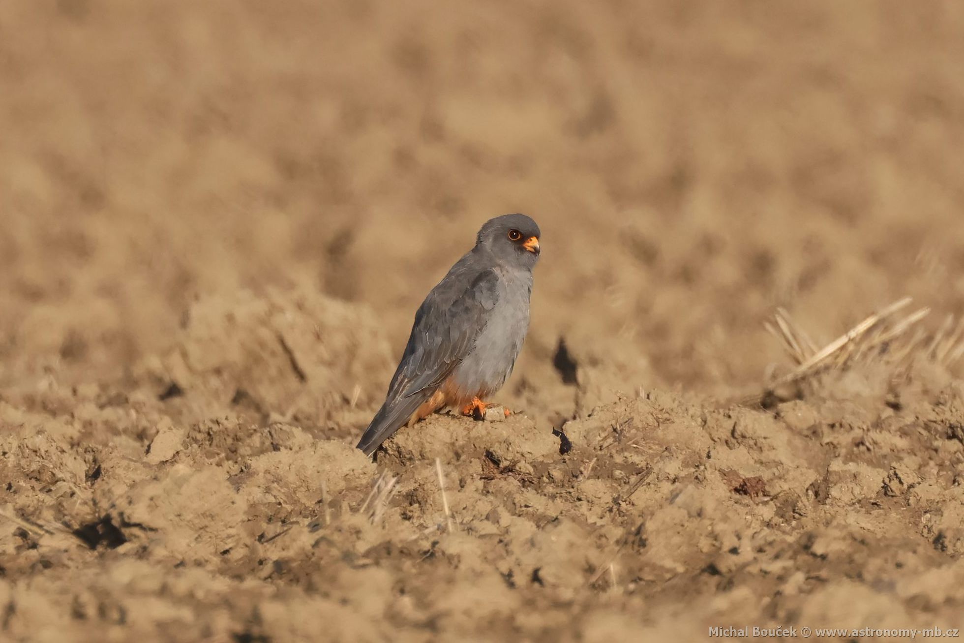 Poštolka rudonohá (Falco vespertinus) Poštolka rudonohá (Falco vespertinus)