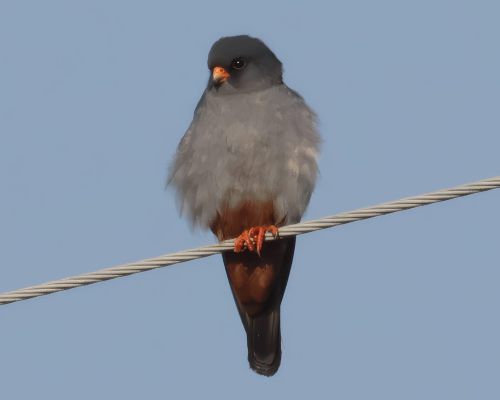 Poštolka rudonohá (Falco vespertinus)