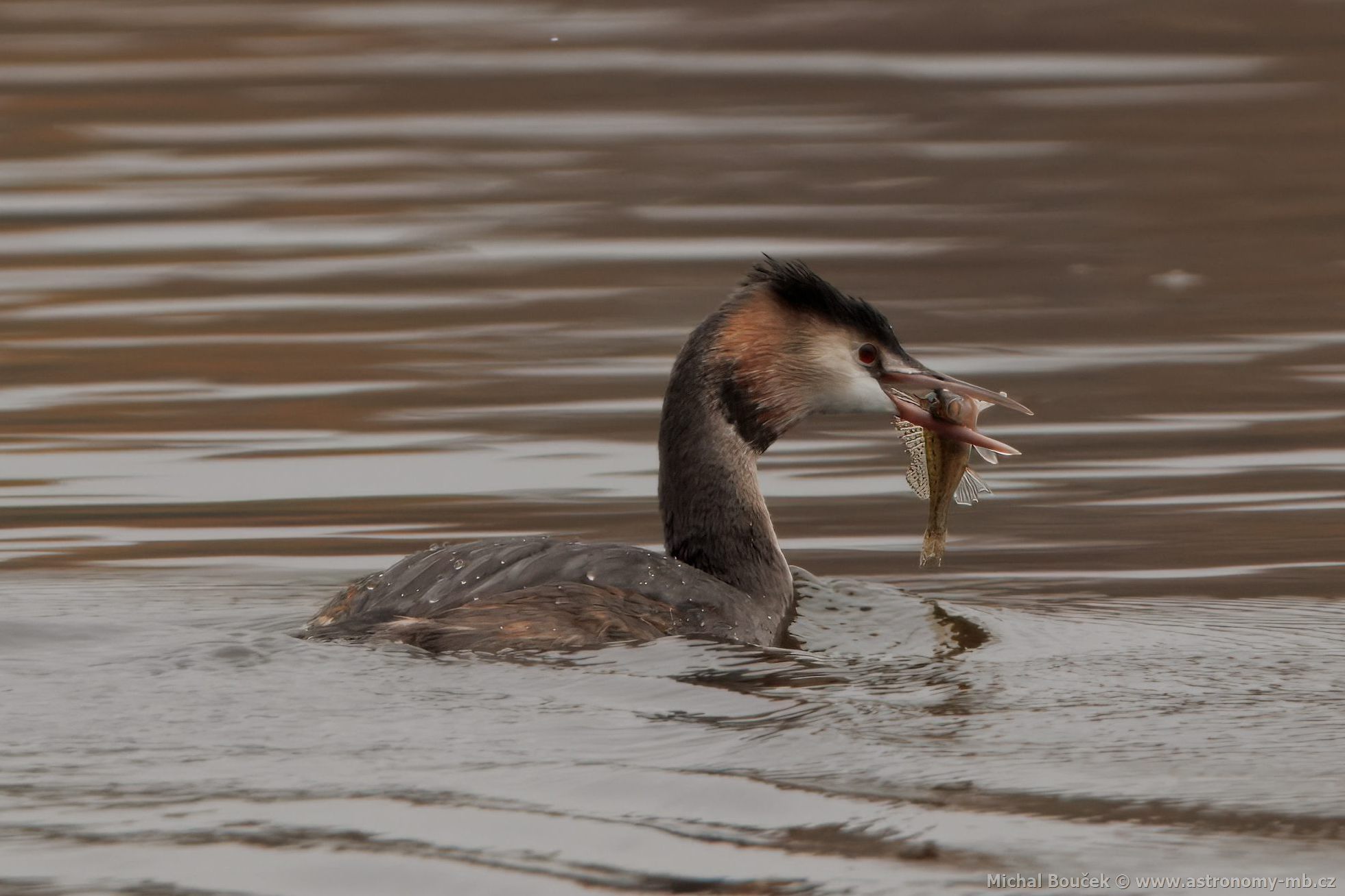 Potápka roháč (Podiceps cristatus) Potápka roháč (Podiceps cristatus)