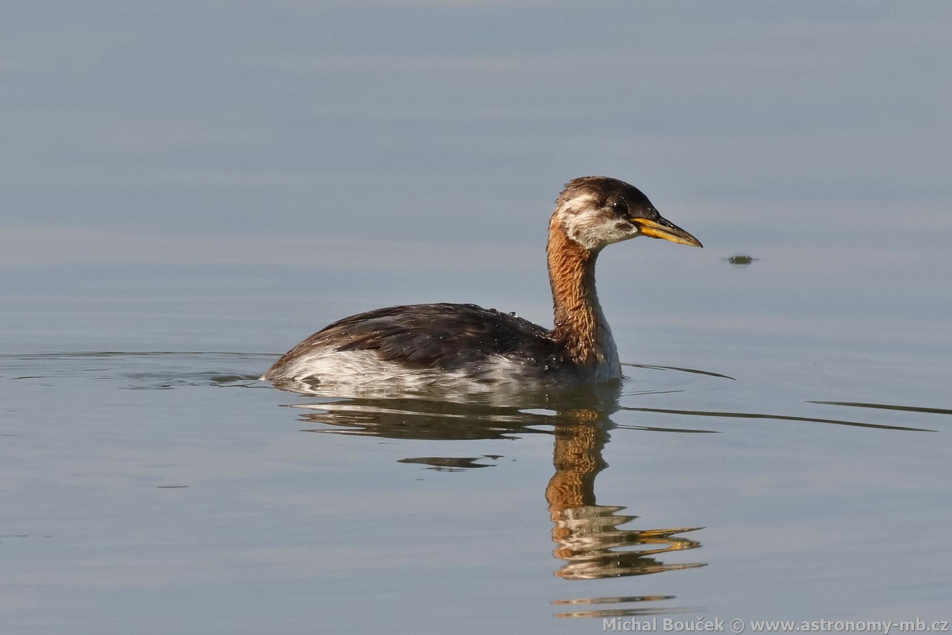 Potápka rudokrká (Podiceps griseigena) Potápka rudokrká (Podiceps griseigena)