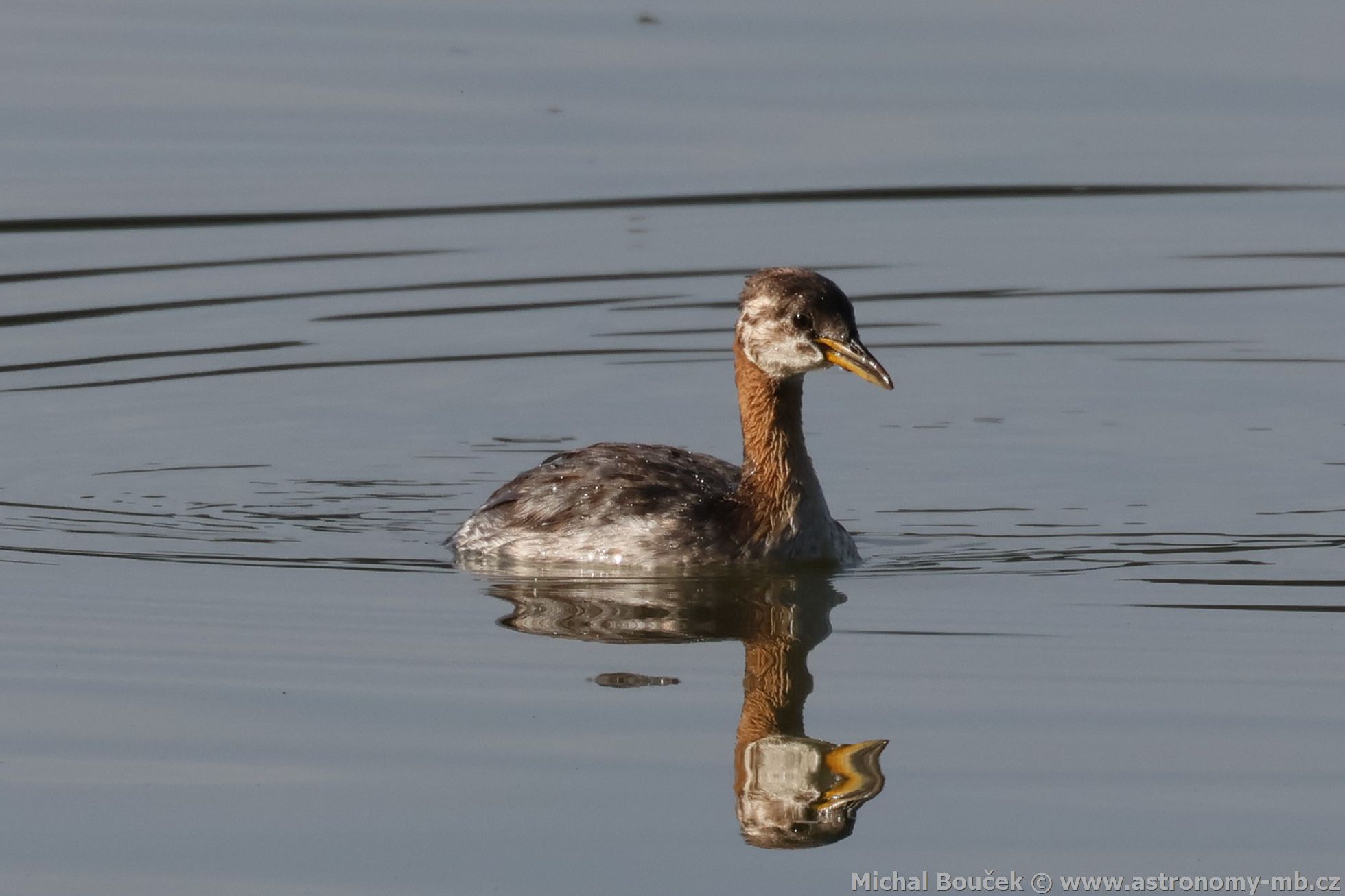 Potápka rudokrká (Podiceps griseigena) Potápka rudokrká (Podiceps griseigena)