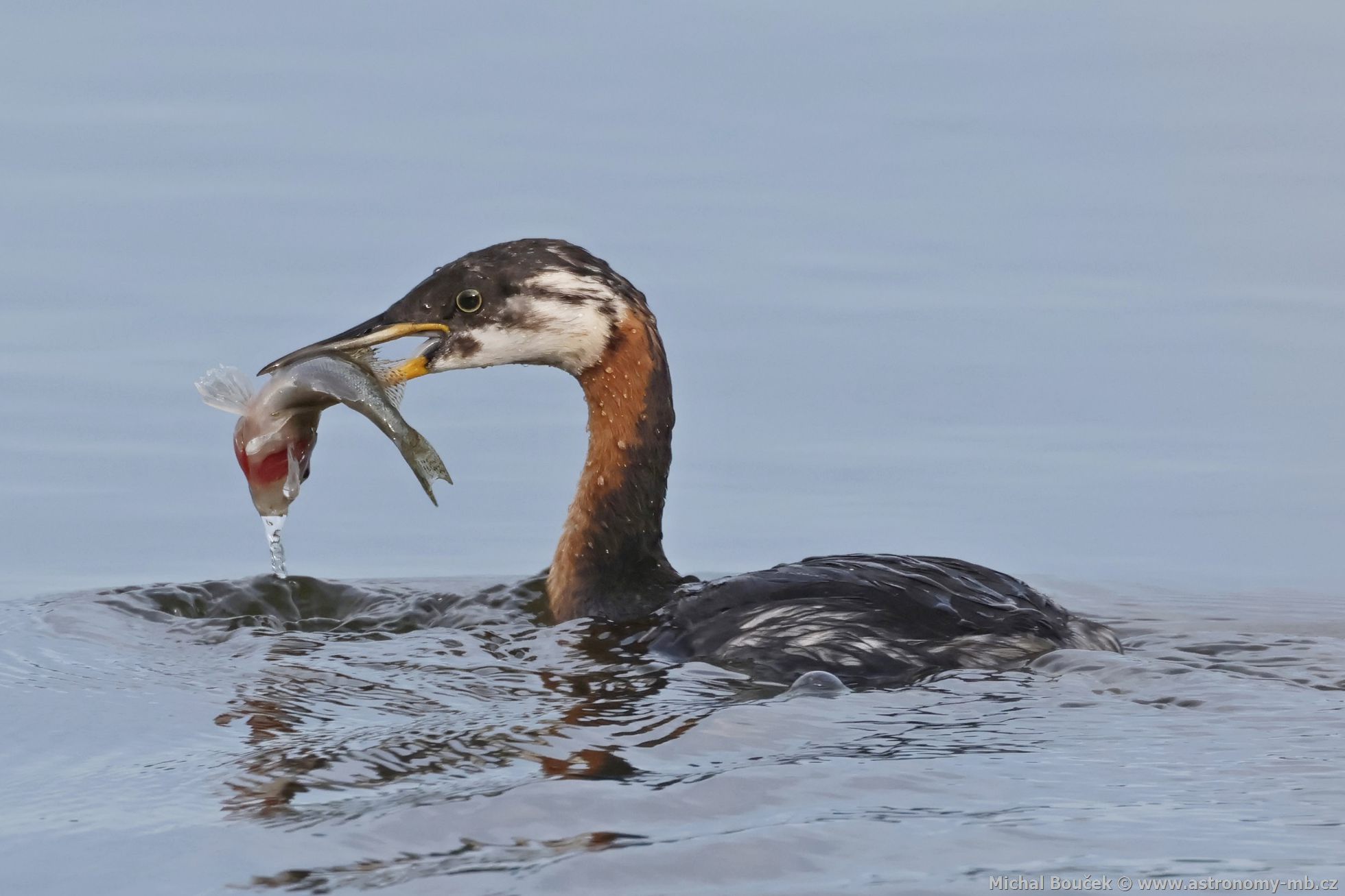 Potápka rudokrká (Podiceps griseigena) Potápka rudokrká (Podiceps griseigena)